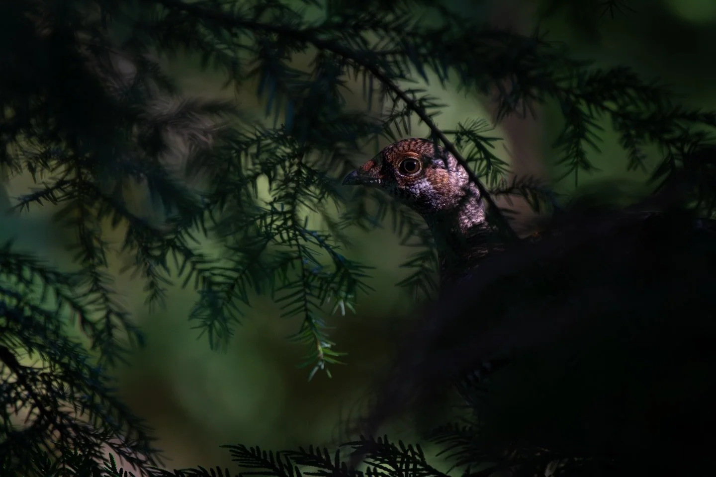 If I just stay super still&hellip;they won&rsquo;t see me - grouse thoughts

Female Sooty Grouse being sneaky sneaky in a hemlock tree.
I love how grouse essentially have two modes - the I&rsquo;m freaking out and startling the heck out of you, or I&