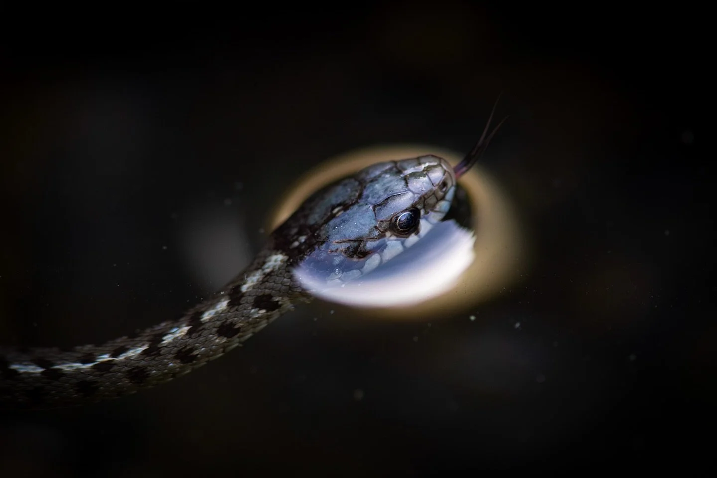 Once upon a time, I was falling in love
But now I&rsquo;m watching snakes in tide pools
There&rsquo;s nothing I can do
A total eclipse of the snake&hellip;

I had fun hanging out today in the intertidal zone! While I went there to look for sea slugs,