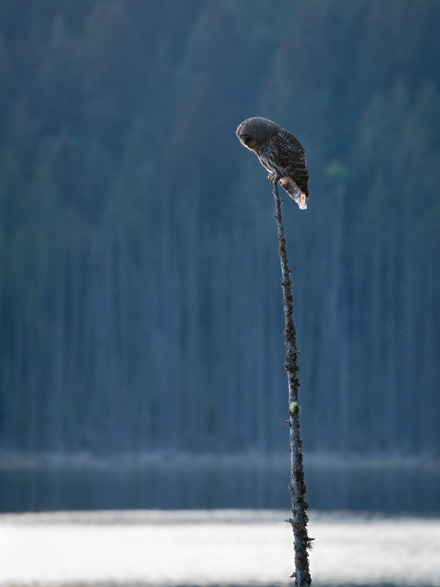 Oh hellllll yeaaaa, last night was rad! 😍
There&rsquo;s a few Barred Owls that like to hunt over the lake at night, and it&rsquo;s literally one of my favourite things to watch ever. It&rsquo;s always tricky to actually get a photo of it though, bec