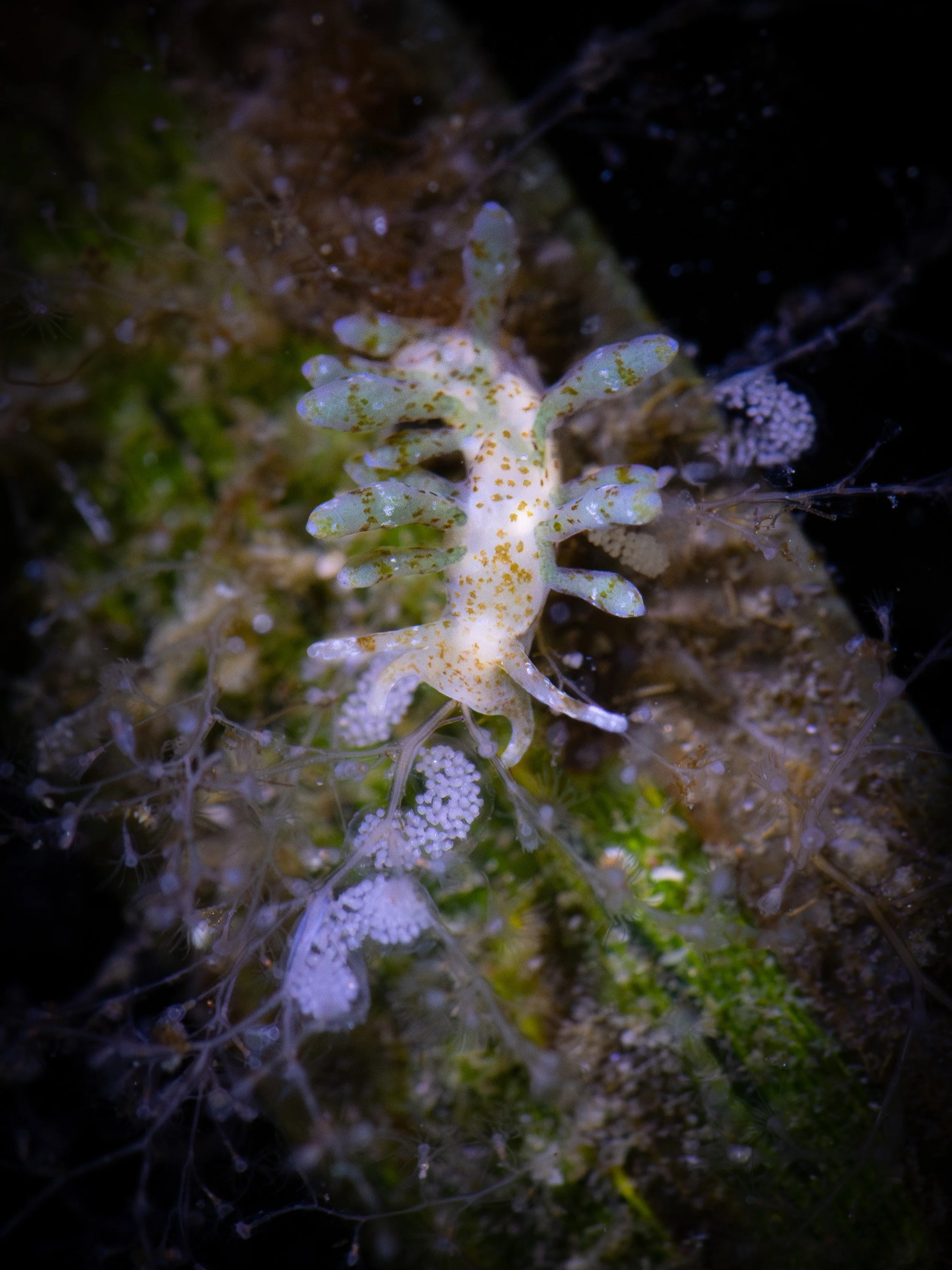 Smaller than a grain of rice, the Rocky Aeolid is a challenging sea slug to spot, but no less awe-inspiring than any other nudibranch!✨

I was really proud of myself for finding a bunch of these sea slugs recently when I was on the Sunshine Coast. It