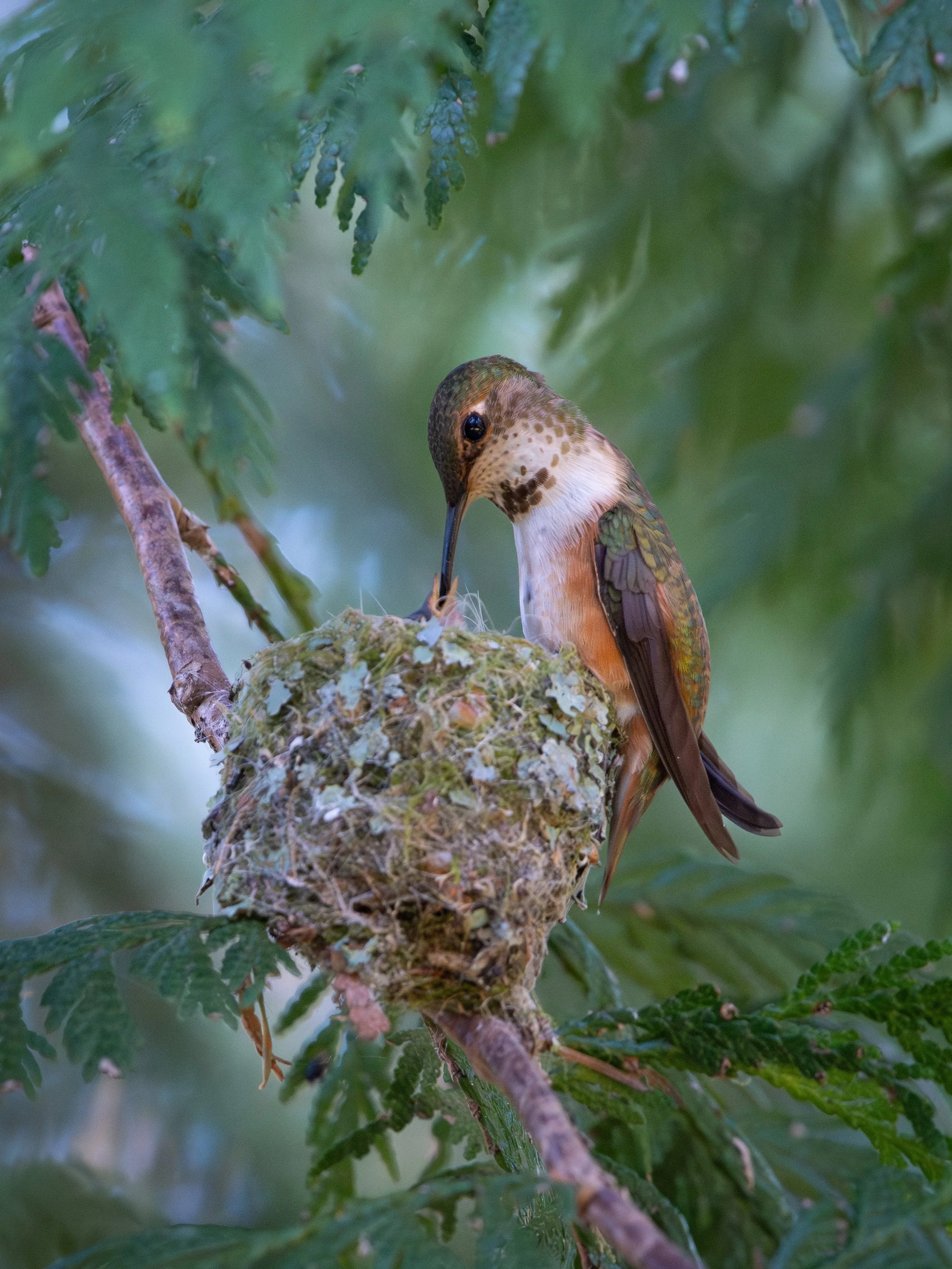 Rufous Hummingbird momma feeding her 1-2 day old chick🥹🥰
I was so thrilled to find a Rufous nest this year, but wow haha, has it ever been hard to get photos of it!
The coastal location of the nest, in combination with the light angle, the flimsine