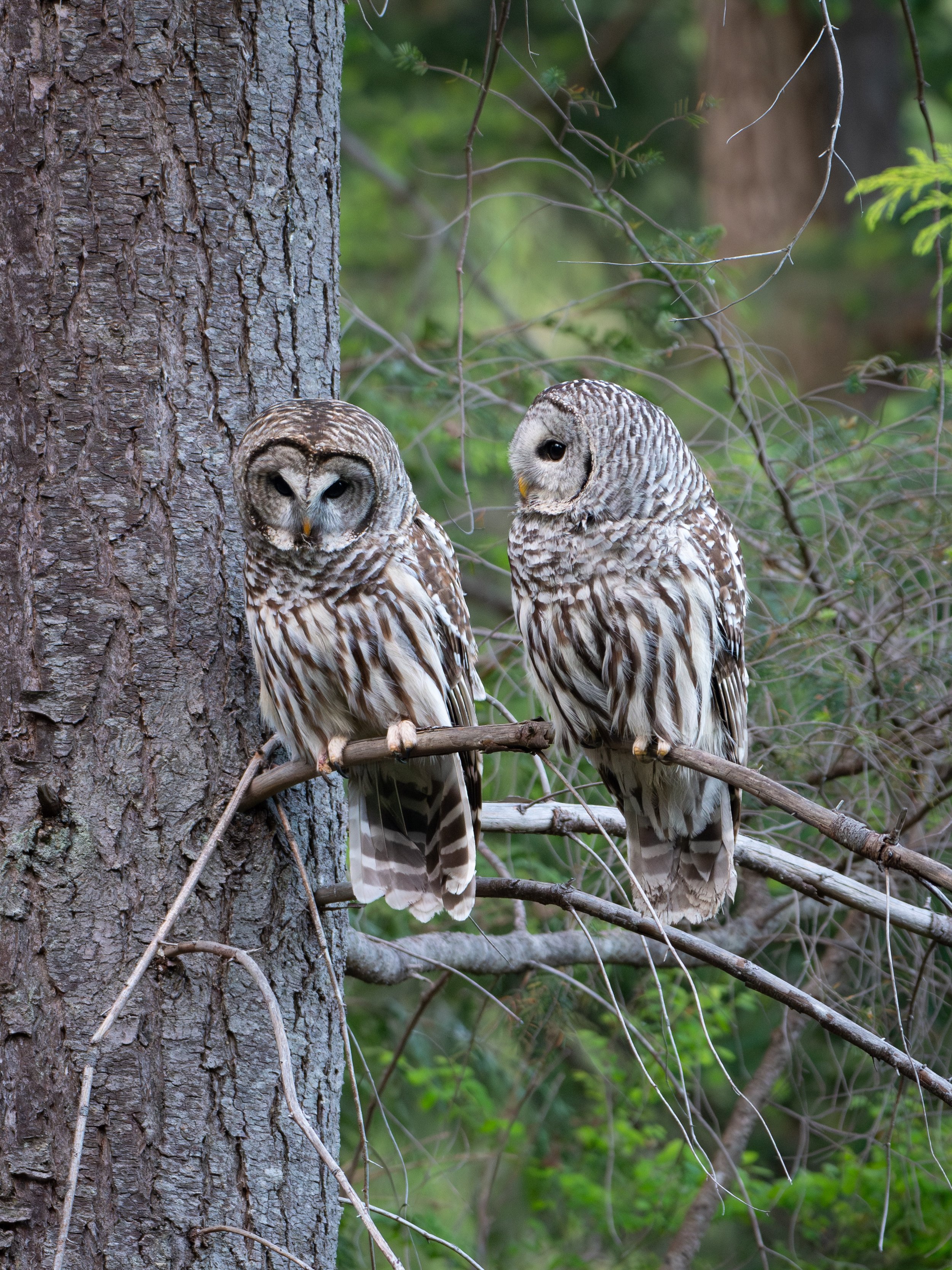A beautiful Barred Owl pair showed up in my neighbour&rsquo;s yard the other night, and it was such a wonderful viewing!💛

I was sitting outside on the deck, when I heard a sudden cacophony of mobbing robin calls out of nowhere. I went to investigat