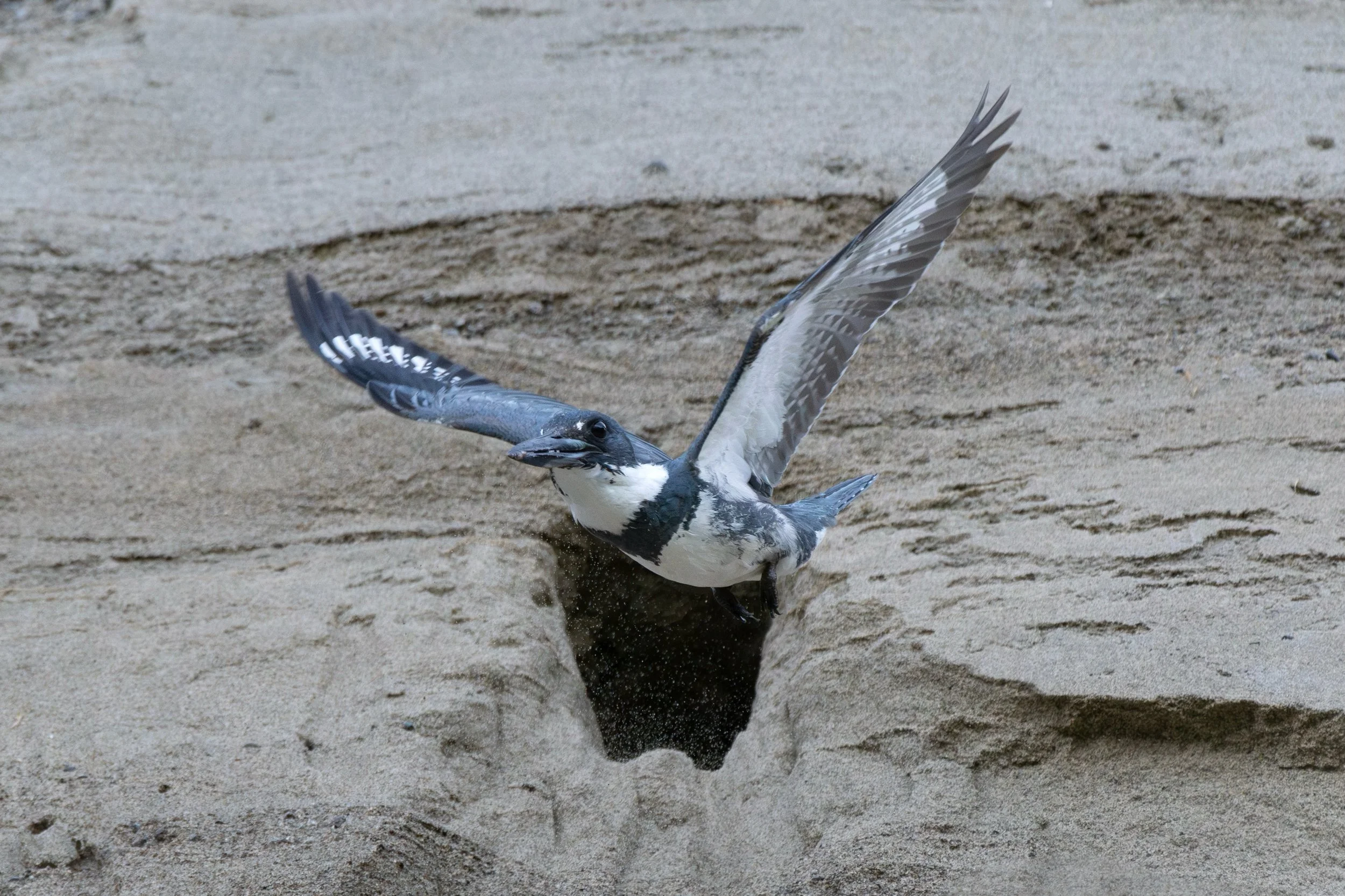 Papa Belted Kingfisher launching out of the nest cavity, after doing some routine housekeeping🧹🛫

This shoot really taught me the meaning of patience, and reminded me that sometimes wildlife photography is pain, haha. I sat for multiple days, in th