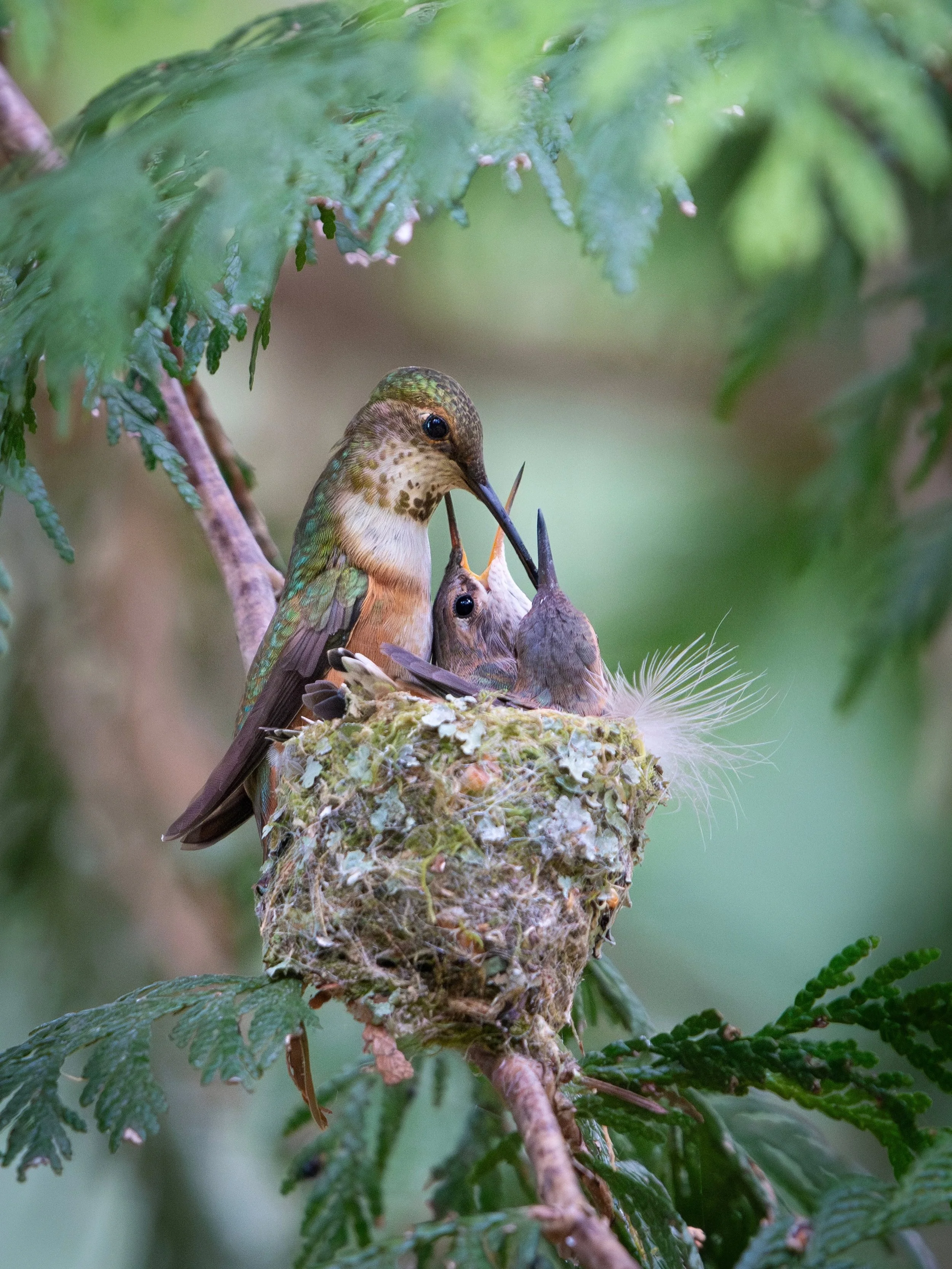 Momma Rufous feeding her two chicks, that are almost ready to fledge!🥰✨💛
I spent a casual 6 and a half hours this morning, huddled in my tiny &ldquo;children&rsquo;s hunting blind&rdquo;, that I got at Cabela&rsquo;s for 40 dollars, so that I could