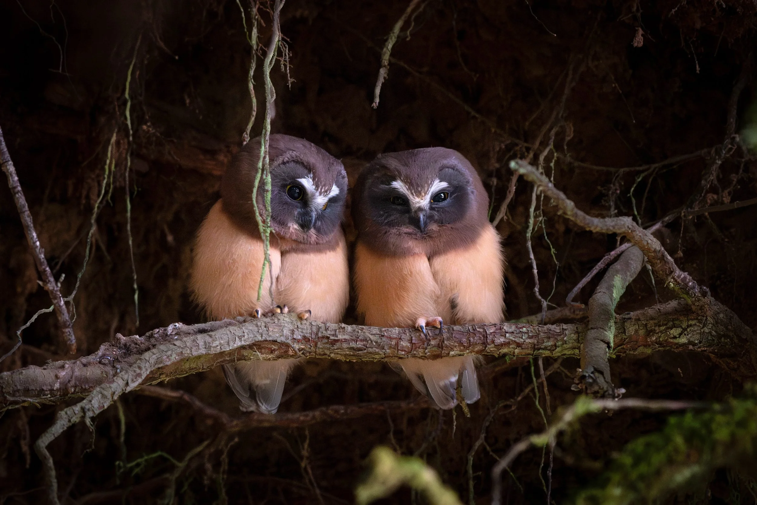 Two Saw-whet Owl fledgling siblings perching side by side on exposed tree roots at the edge of a sand bank.✨

The Saw-whets have been gone from the island I live on since the beginning of April, and I miss them so much it&rsquo;s actually crazy. So, 