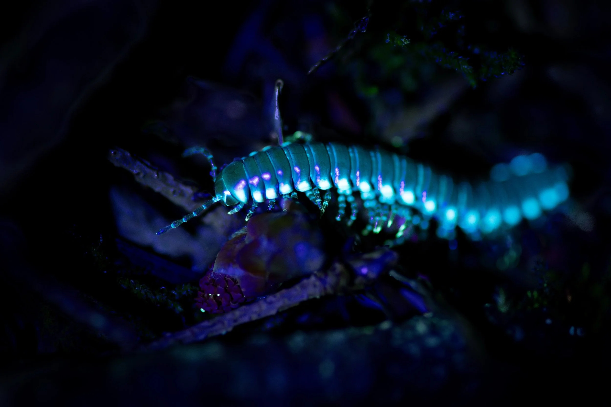I went out last night for a walk, with a goal of capturing the Yellow-spotted Millipede, also known as the Cyanide Millipede, fluorescing under an ultra-violet light.🩵✨
These special millipedes have molecules in their exoskeleton that absorb an re-e