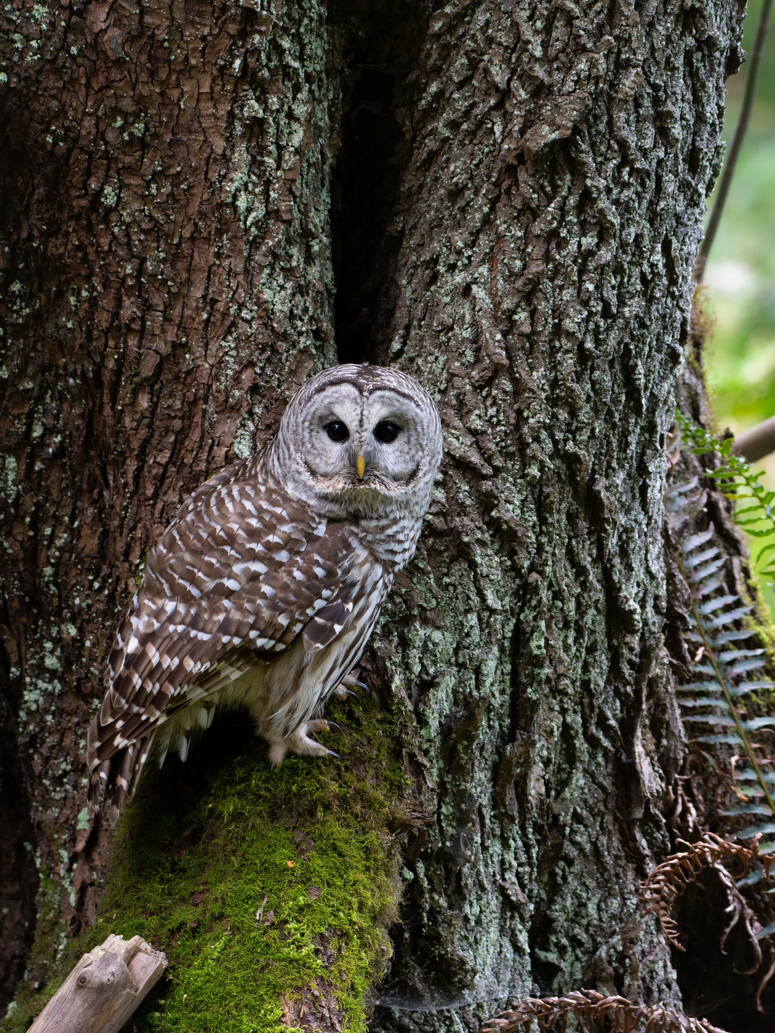 I&rsquo;m leading an Owl Walk tomorrow evening for the Bowen Nature Club🦉
Come on out tomorrow night for a nice sunset stroll, to look for and learn about Barred Owls!
Happening tomorrow, May 30th at 7:30 pm, on Bowen Island. You can sign up for the