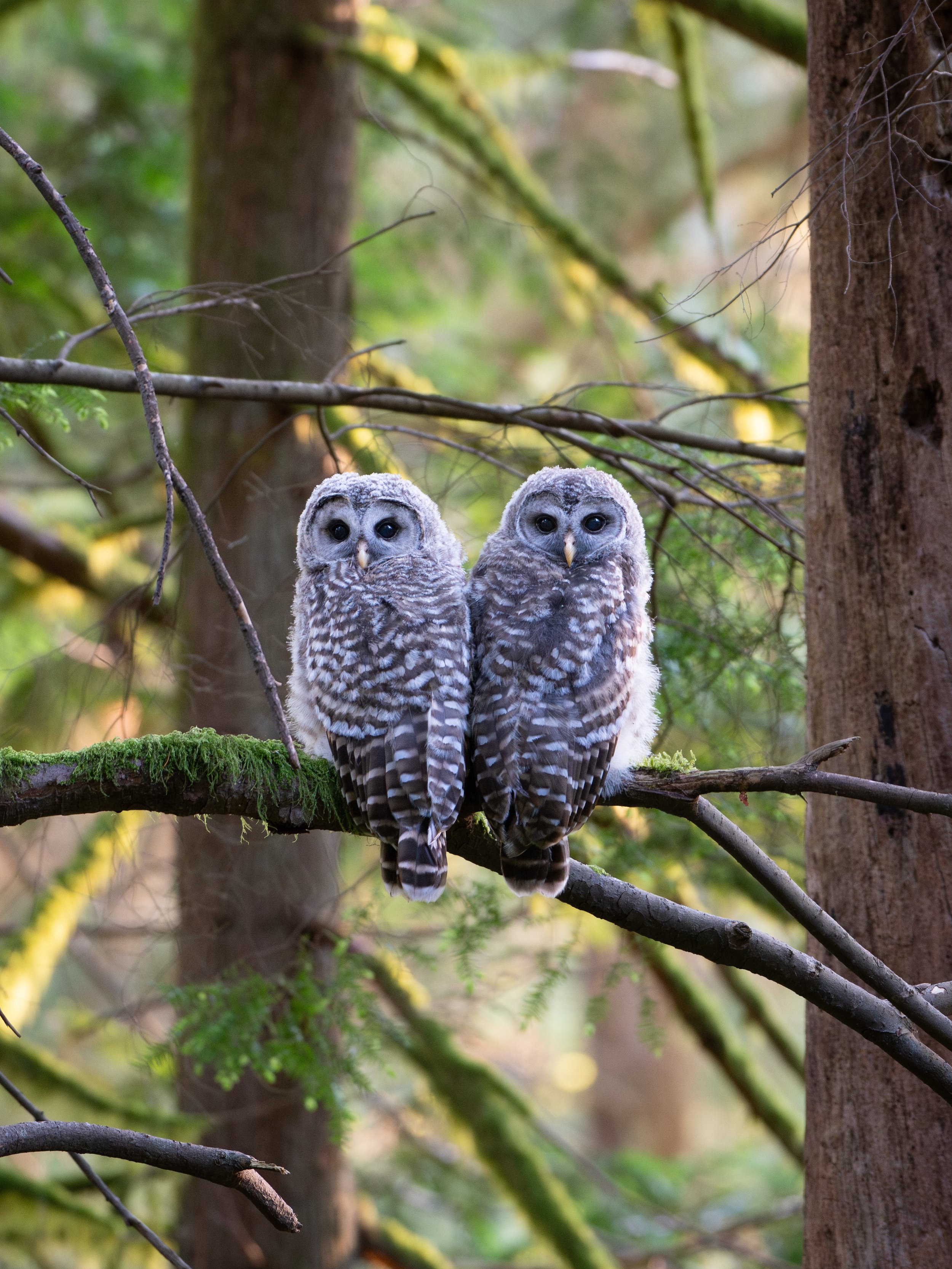 We had a wonderfully successful evening of owl watching last night for my @bowenislandnatureclub Owl Walk!✨

I found 3 Barred Owls for the group - 2 babies, and 1 adult hunting nearby. This is literally how they were when I first spotted them, which 