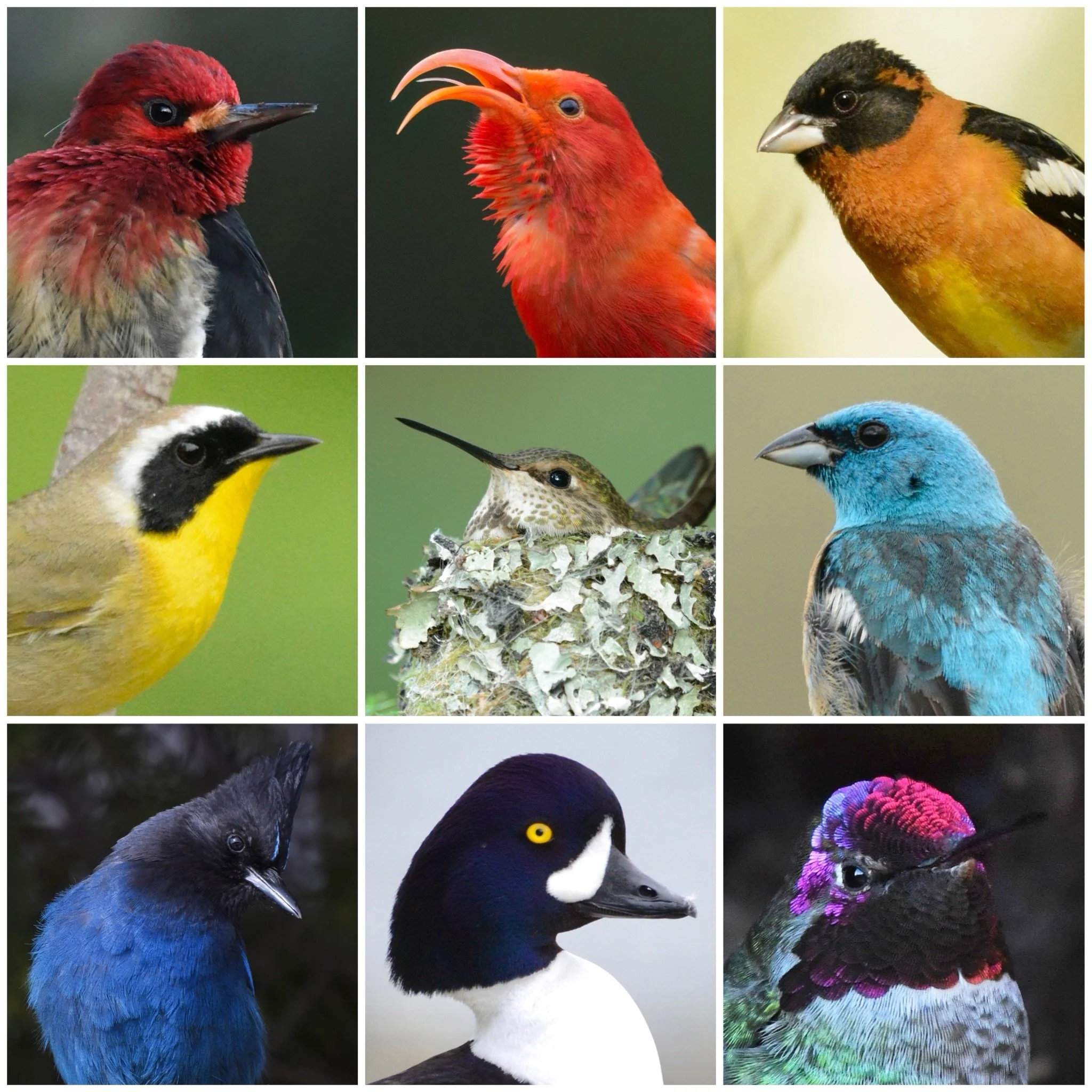 Happy Pride Month! 🌈🏳️&zwj;🌈 from this bi birding babe✌🏼😝
Sharing this rainbow bird collage I made with some of the more colourful species of birds I&rsquo;ve had the privilege of photographing.☺️

I&rsquo;ve known that I am Bisexual since I was