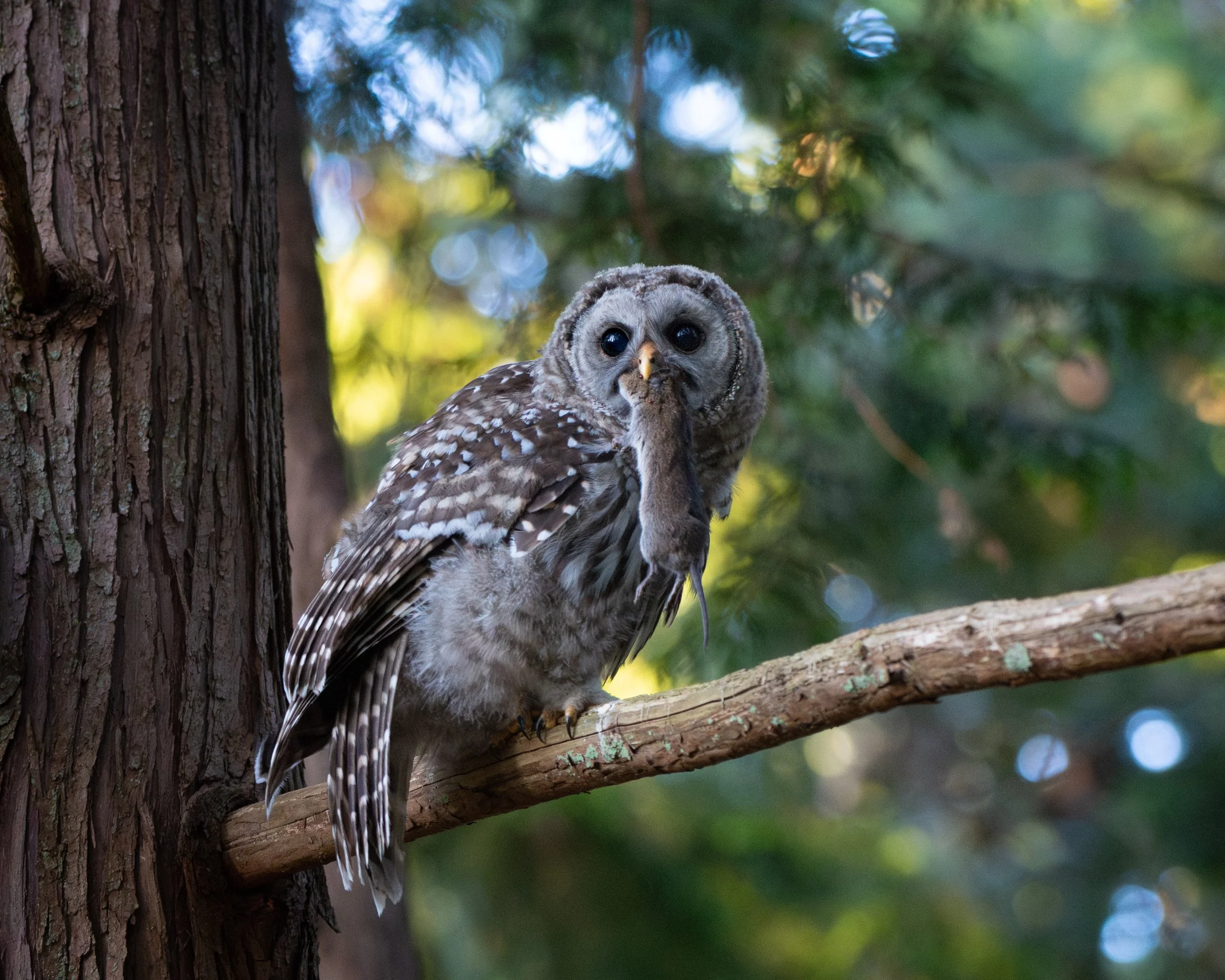 Barred Owl fledgling with a nice big vole snack from their hard-working parents✨
There&rsquo;s always endless entertainment around this time of year with the local Barred Owls. I&rsquo;ve spent many years keeping up with two pairs of these owls in pa
