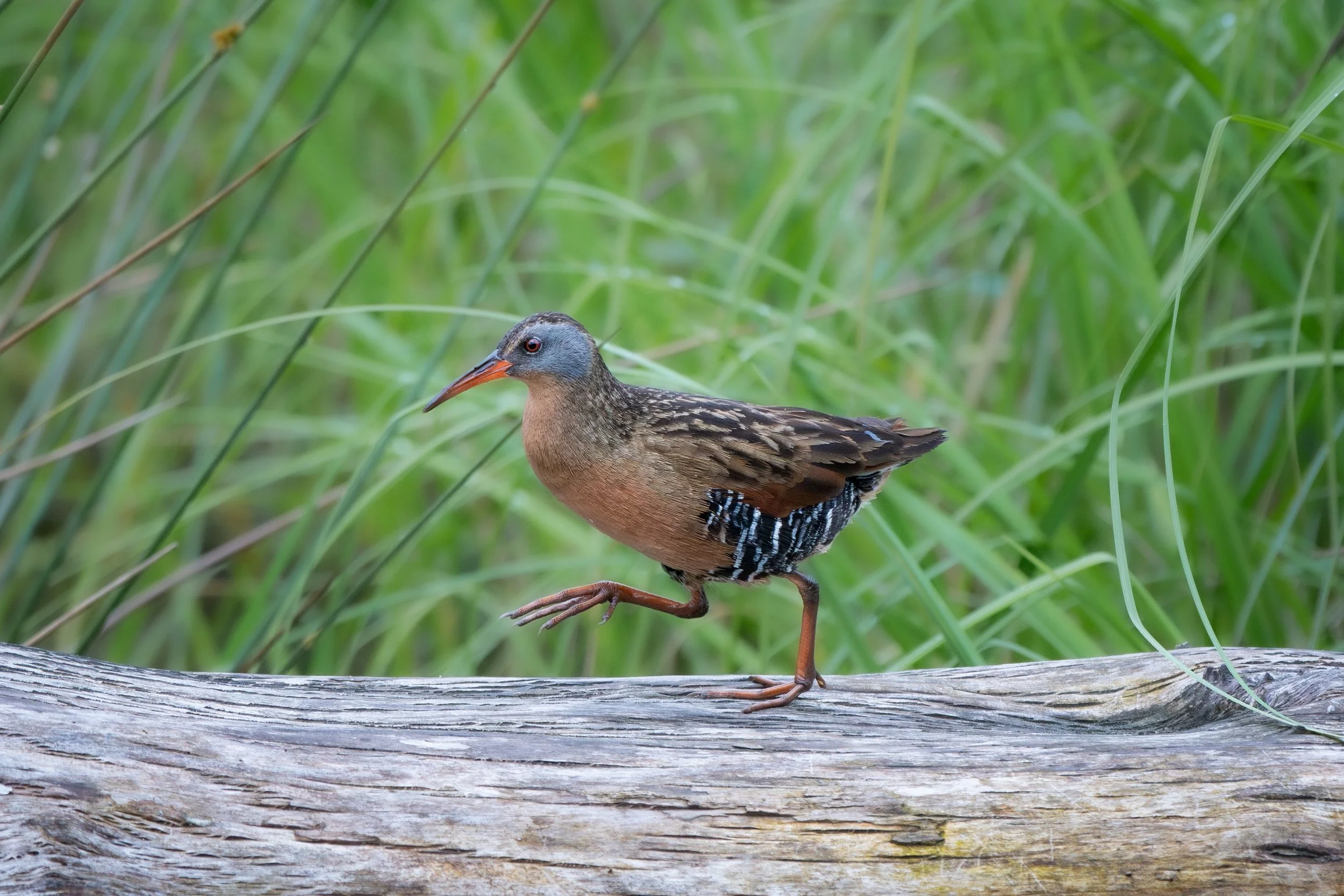 Walk, walk fashion baby🎵 Virginia Rail strutting their stuff along a marshy log runway. 
This is all I can ever think about when I see Virginia Rails actually, because something about the way they walk is very extra haha. I took these shots last yea