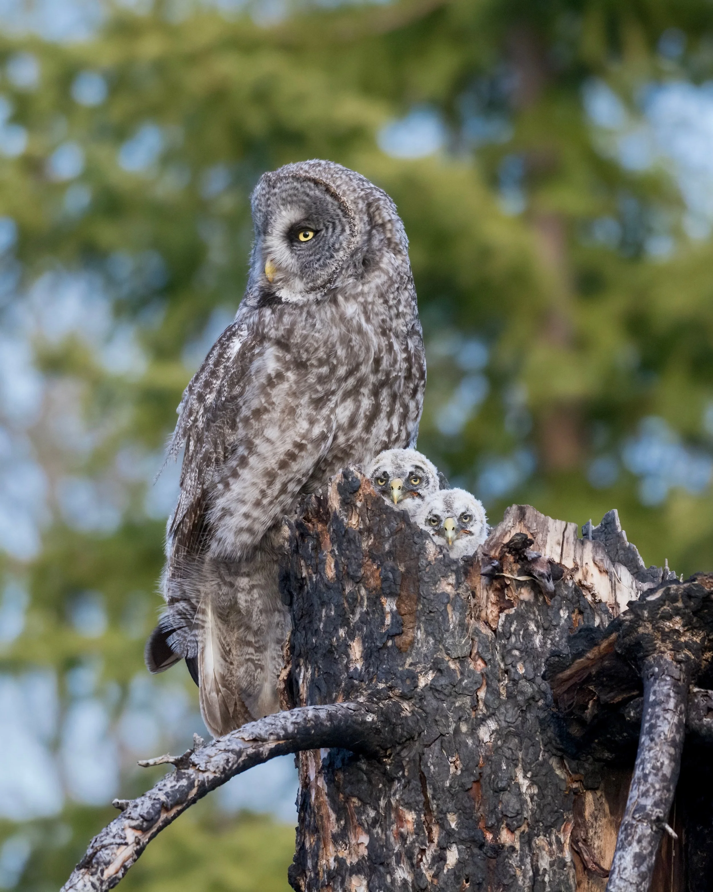 A female Great Grey Owl pauses for a moment at the top of a burnt Douglas fir snag, after delivering a red-backed vole to her two nestlings, in central British Columbia.✨