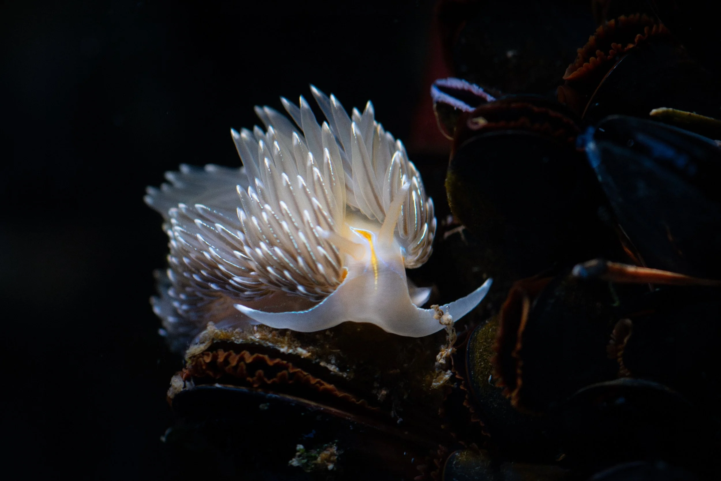 Happy Belated World Ocean Day, from myself and one of my favourite ocean critters, the Thick-horned Nudibranch (Hermissenda crassicornis), also known as the Opalescent Nudibranch.✨