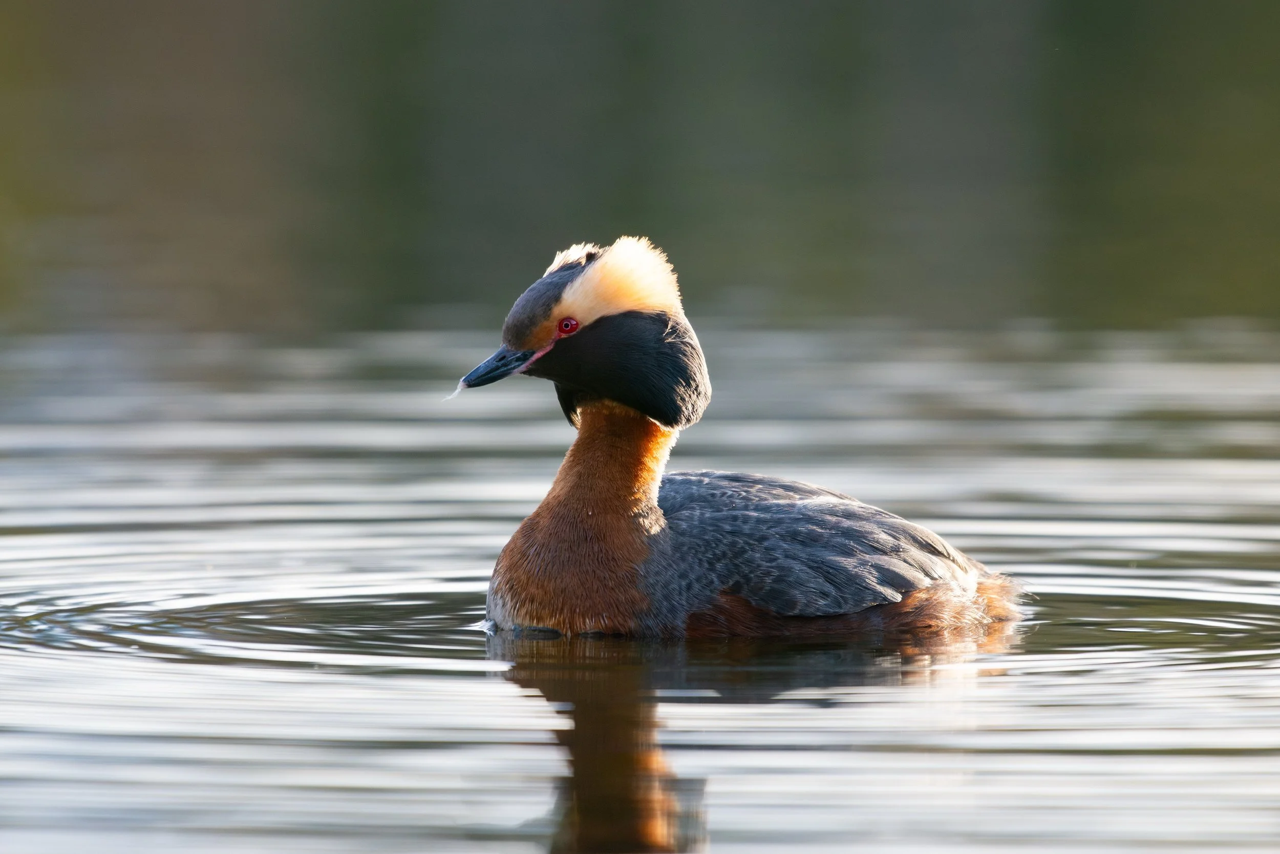 A Horned Grebe in all of their breeding-plumage glory😍
I realized when going through photos, that grebes in breeding season really display one of the most amazing fall colour palettes I&rsquo;ve seen. I mean just look at those red eyes! Absolute per