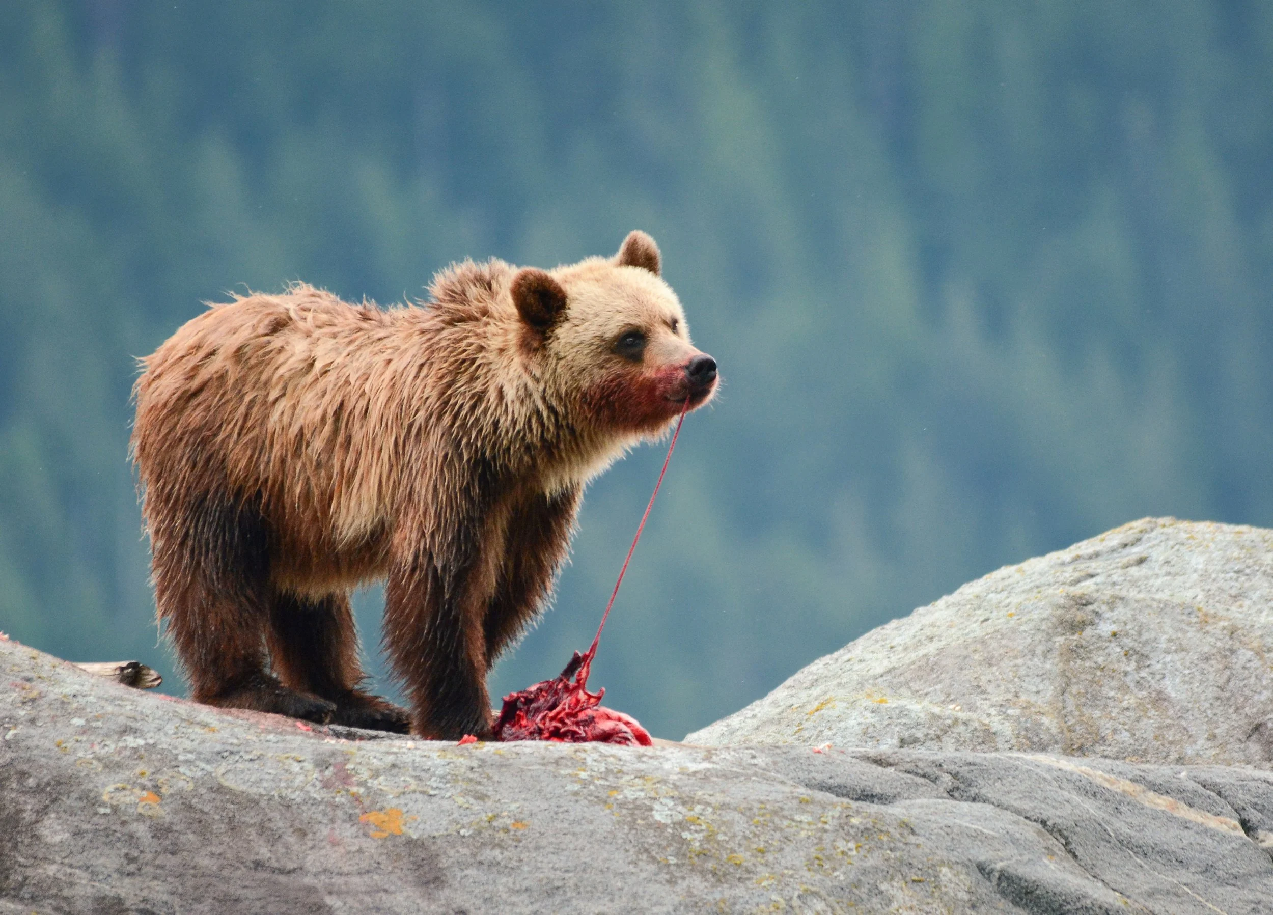 It&rsquo;s October! Which is arguably the best month of the year. It&rsquo;s also officially spooky season, which means I get an excuse to post some on-theme images. Here&rsquo;s an old fave of an incredible Grizzly bear whom we referred to as Huckle