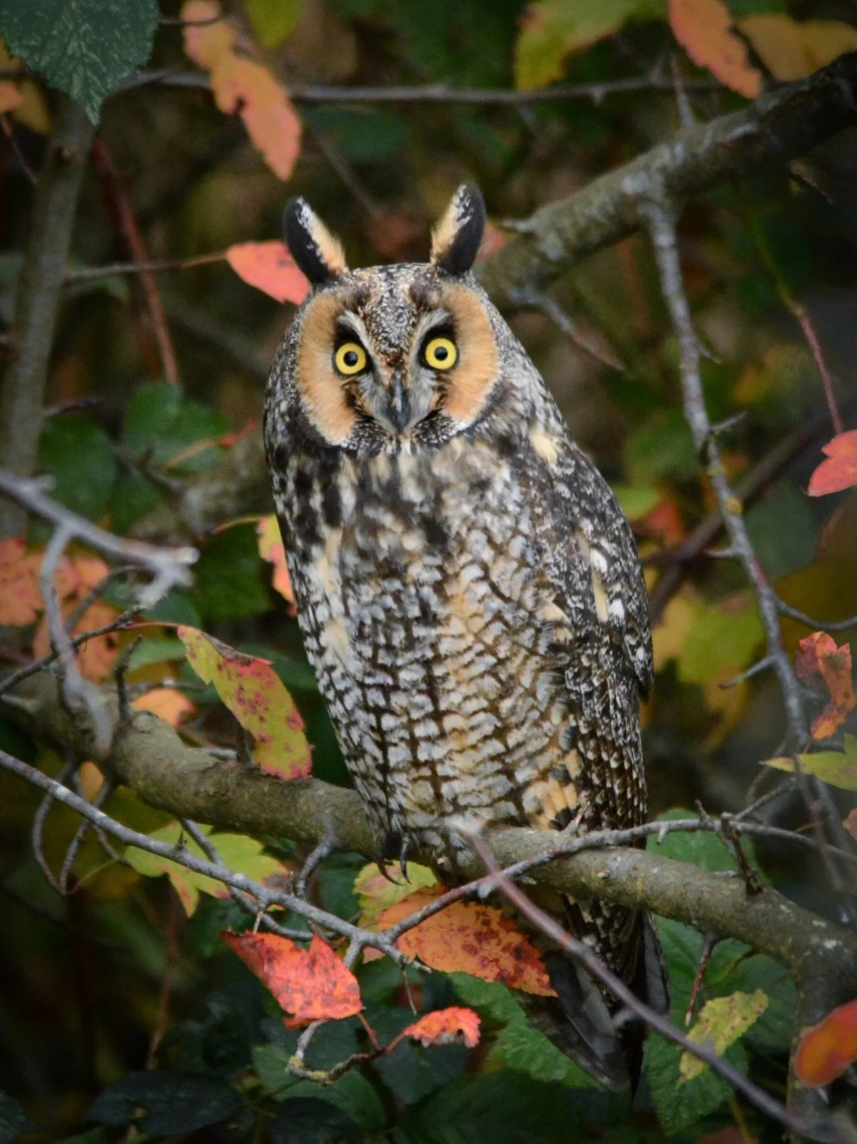 Fall foliage camo ft. Long-eared Owl ✨🦉🍂
Happy Autumn/owl season! I&rsquo;m stoked.