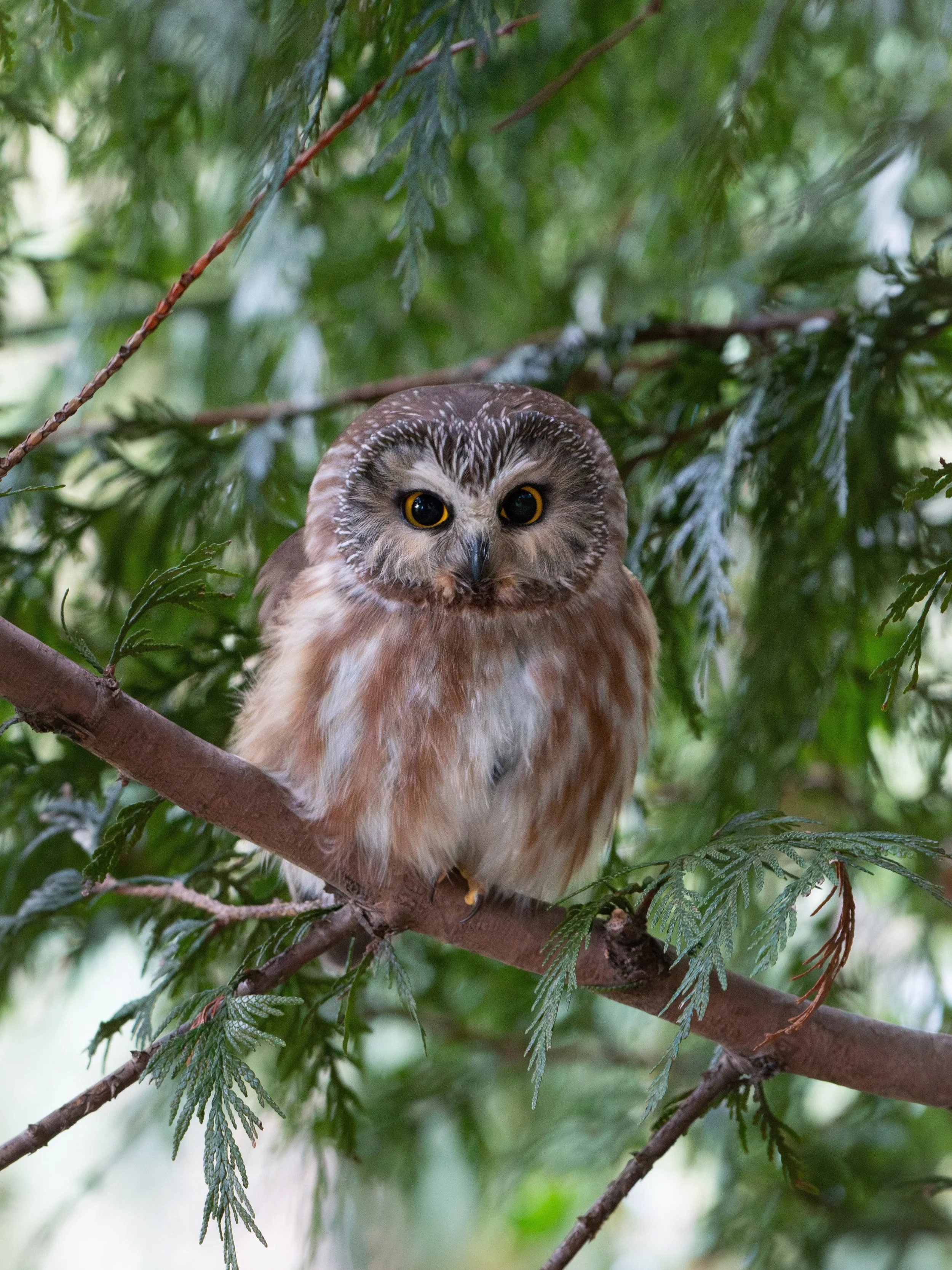 It&rsquo;s Saw-whet migration season right now, and I am not-so-patiently awaiting their return to the island where I live. I&rsquo;ve been checking roost spots, but haven&rsquo;t found anything yet!
I spend the entire fall/winter/early spring lookin