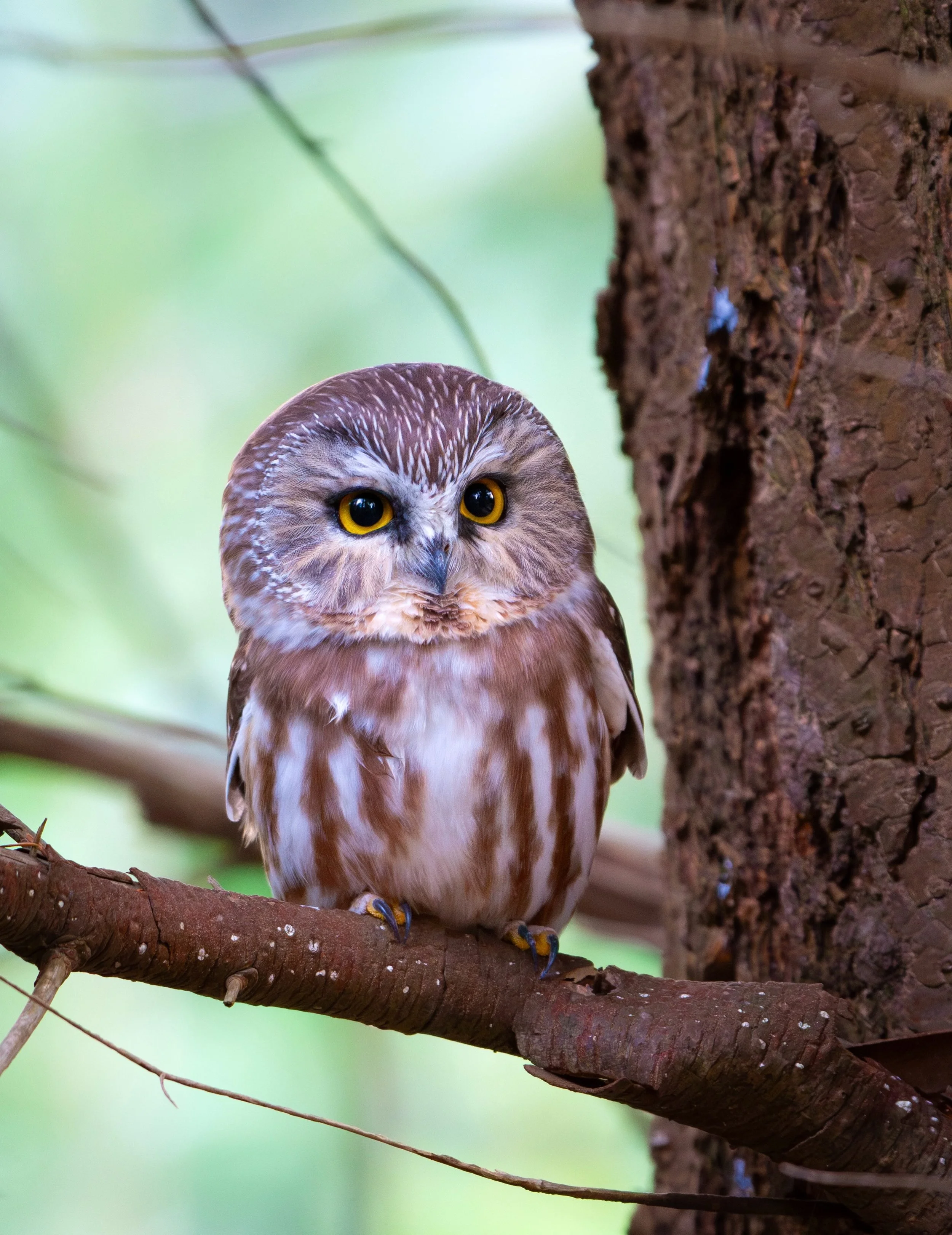FIRST SAW-WHET OF THE SEASON TONIGHT!!!! 🥰
AHHHH, I&rsquo;m so excited and happy, I can&rsquo;t even tell you!
It was SUCH an epic viewing for the first owl of the season too. I&rsquo;m still buzzing from the encounter!
There&rsquo;s this one tree t