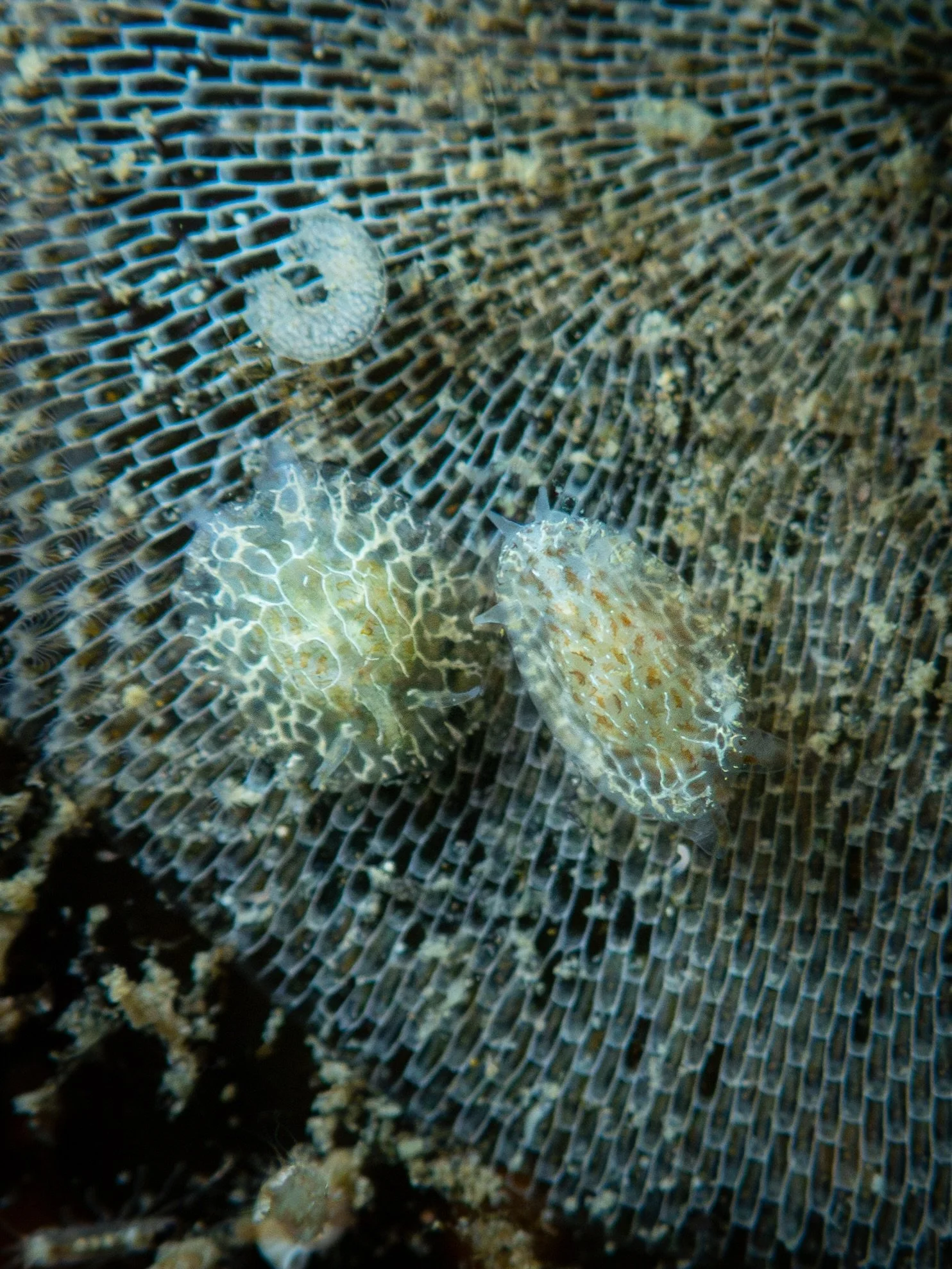 Docktober Fun: Part 1
Popped over to Vancouver Island this week for what has now become an annual trip that I make every October, to visit some friends&hellip;and of course look for &amp; admire some Nudibranchs!
I have learned so much about these sp