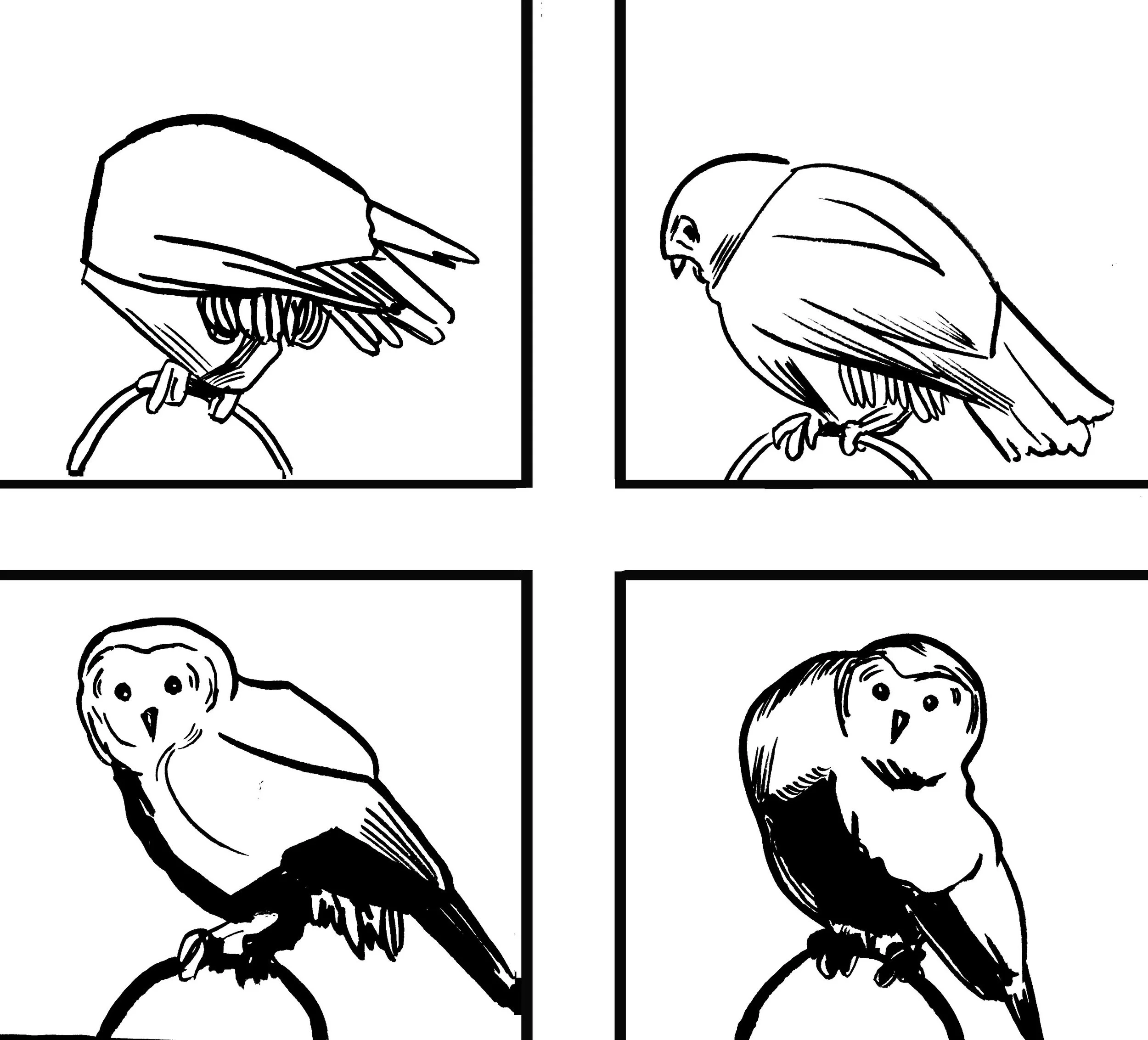 Moving, Deleting, and Owls