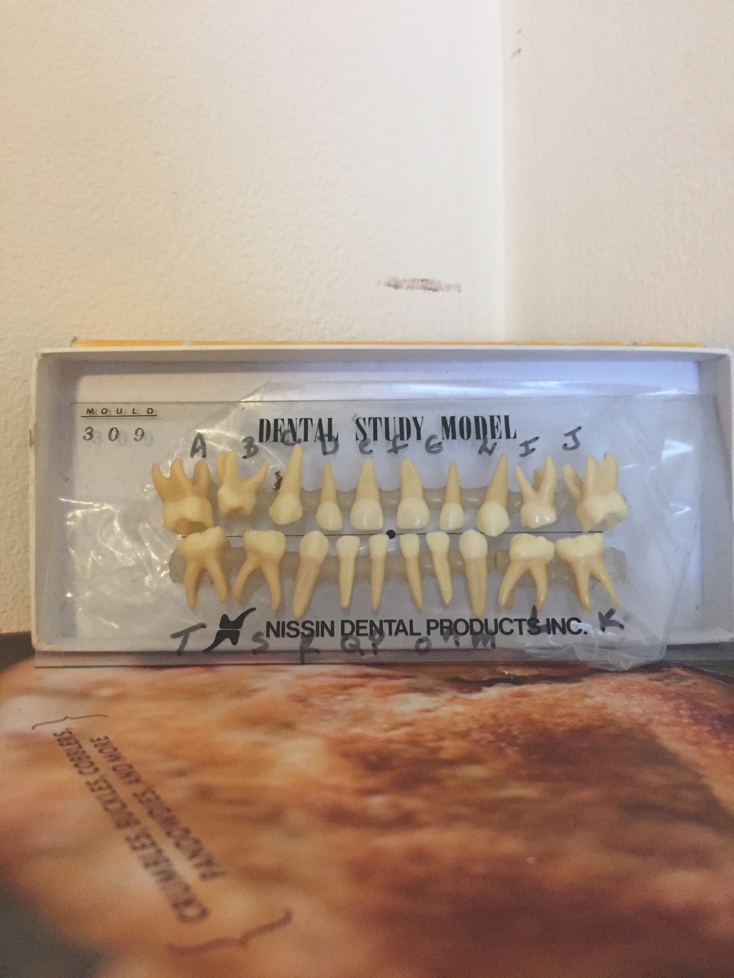 Now the amazing, incredible teeth get to sit on top of a book about pie. 