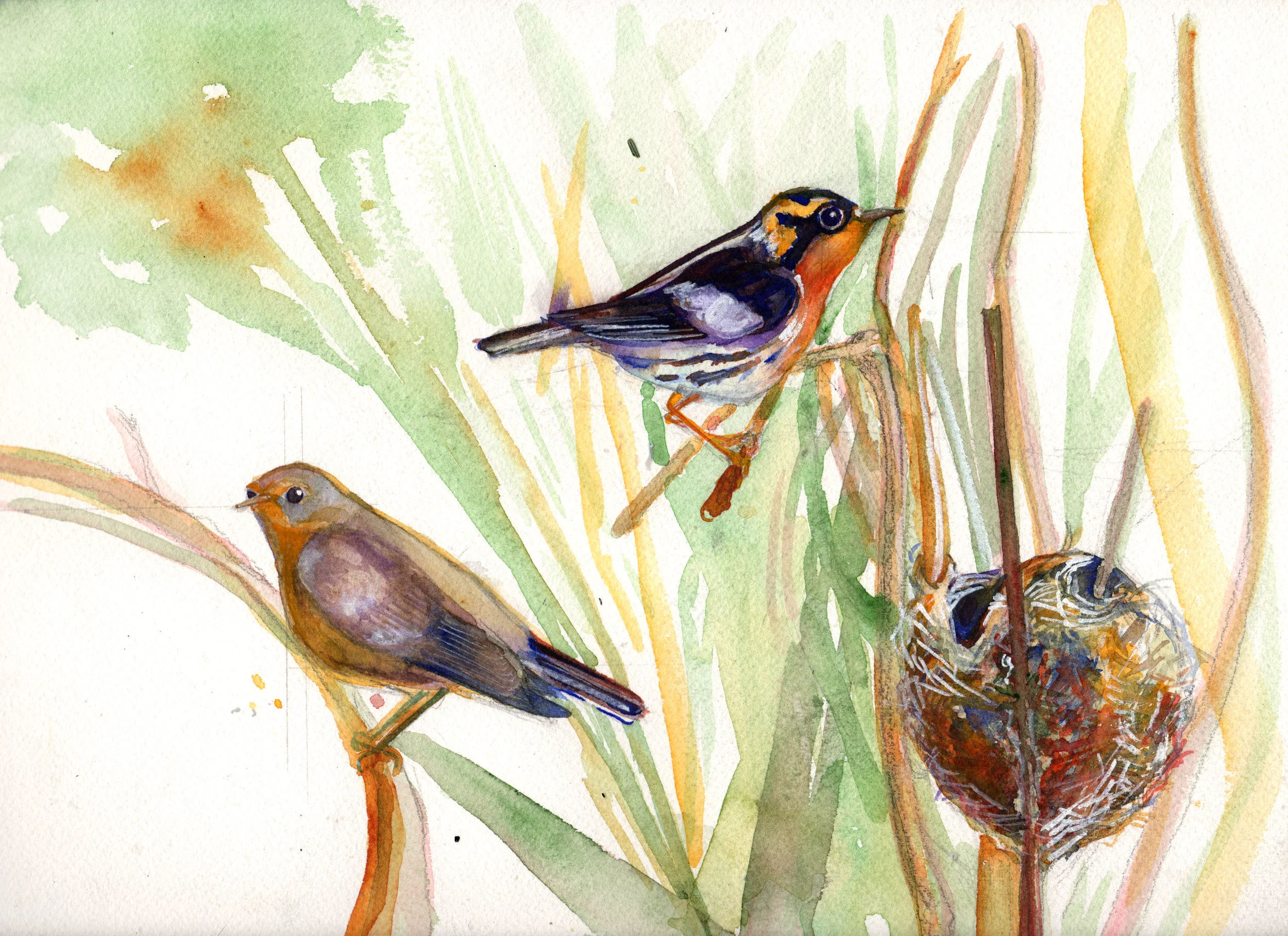 The warbler, the Phoebe, and the mysterious nests