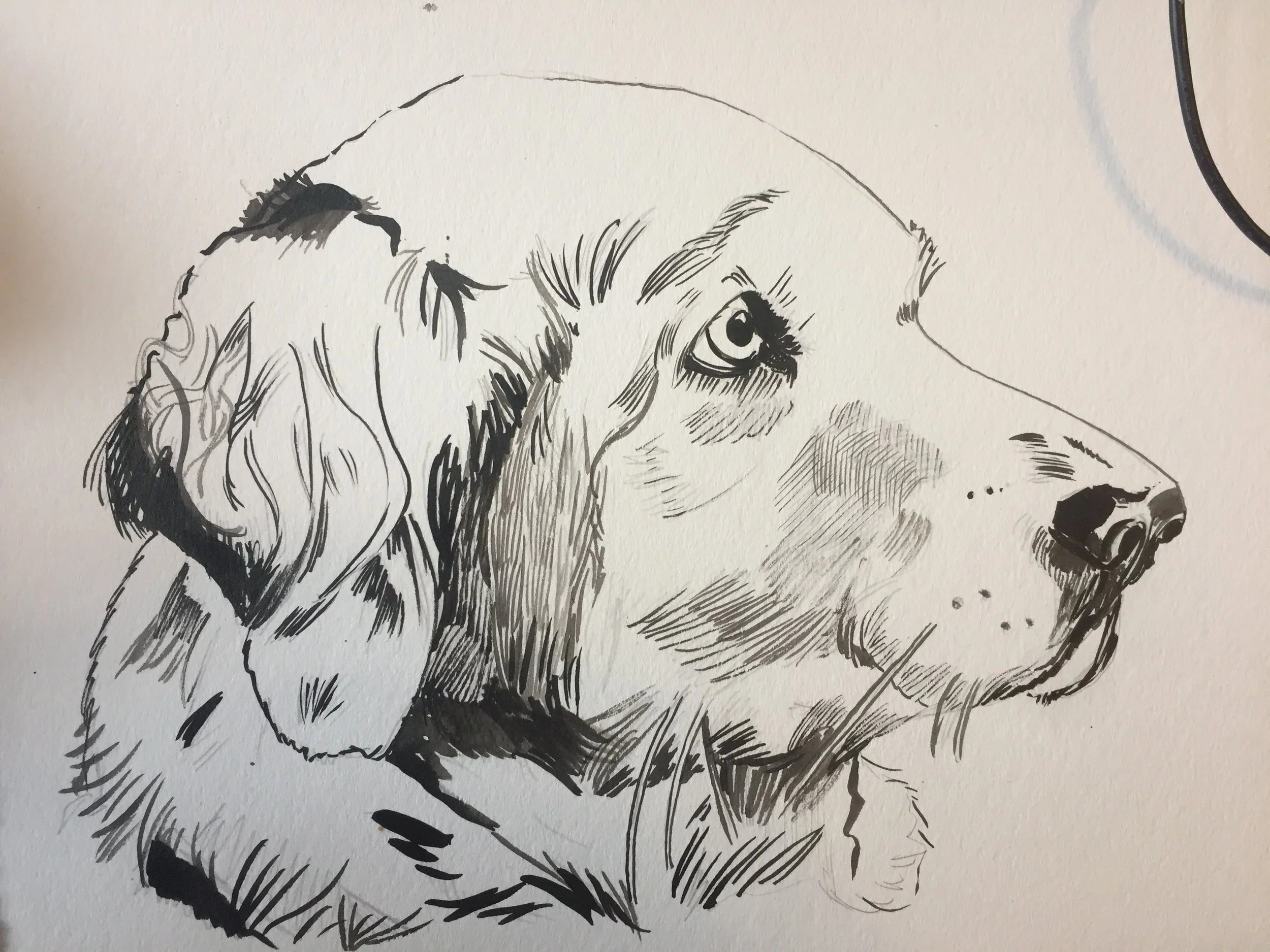 I have recently started to move away from the Pentel Pocketbrush (my favorite tool) and have been working with high-quality india ink (the quality really does make a difference; these days I'm using Winston, and I really love the way it turns out) and a size 0 brush. Chris Ware said that brushes wear down so fast you shouldn't bother to get fancy ones and should buy the cheapest synthetic version out there. I like Blick's Scholastic grade variety; they have blue handles and white bristles and cost about a dollar a piece. I find that the brush lets me get a cleaner, more accurate line. 