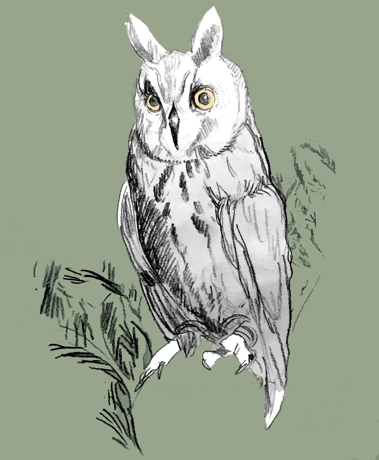 Yesterday, An Owl