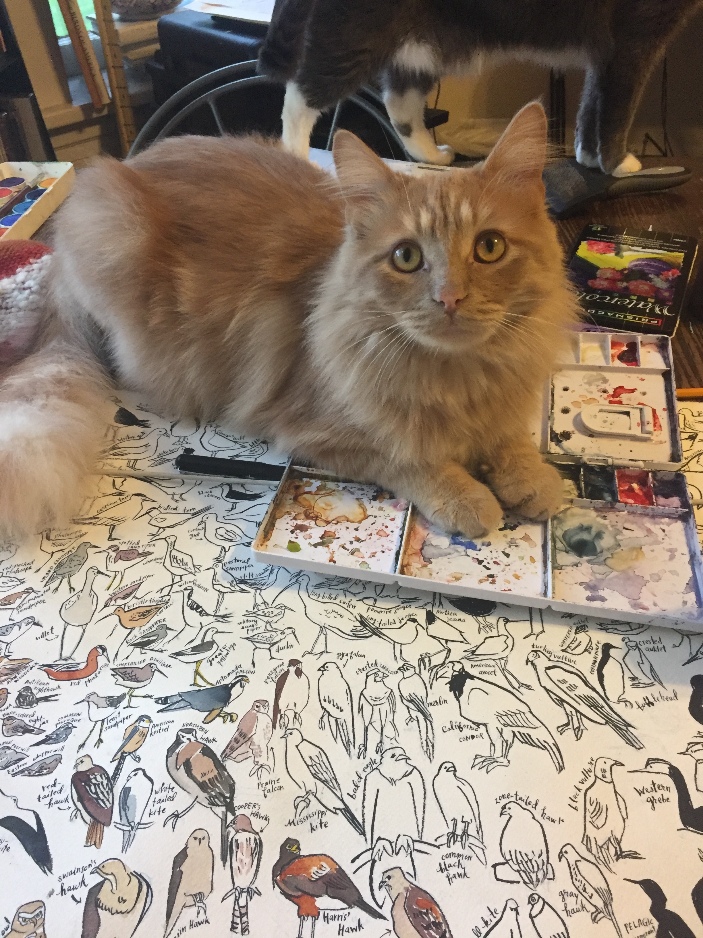 Norman, putting his paws RIGHT IN the palette. Then walking around. There are many places on this poster where Norman contributed. One of the terns has a face that is just a black splotch. Good job, Norman!