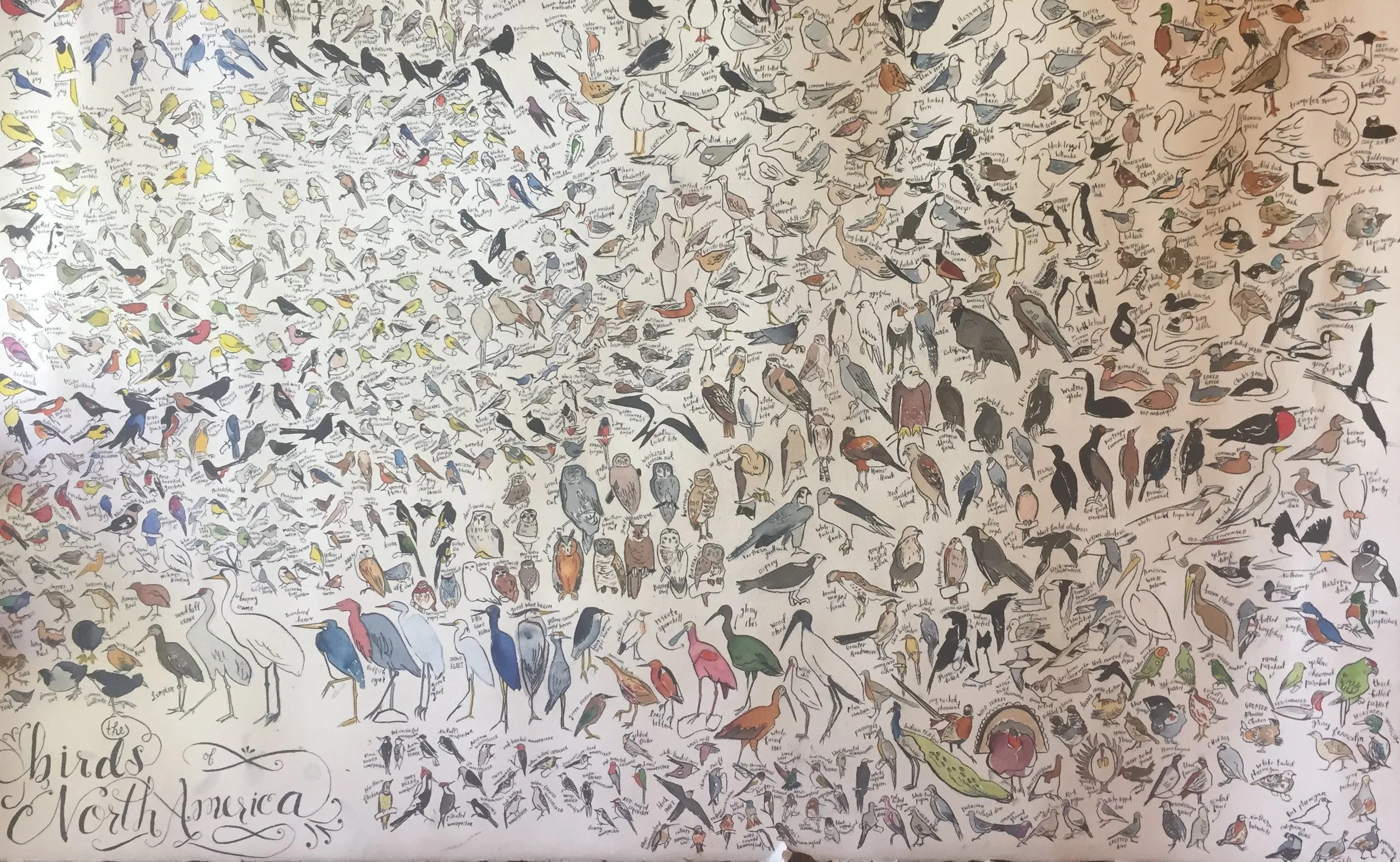 Here Is What I Learned When I Drew All The Birds In North America