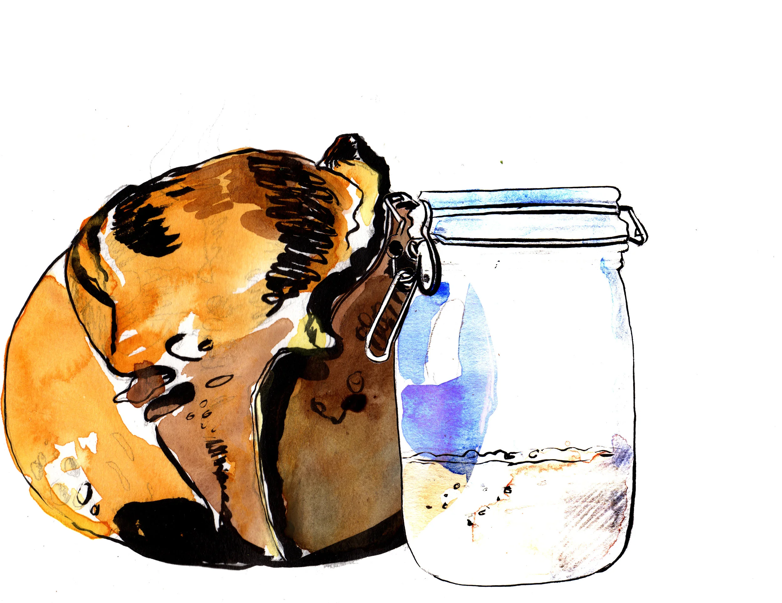 Drawing by Sophie Lucido Johnson.