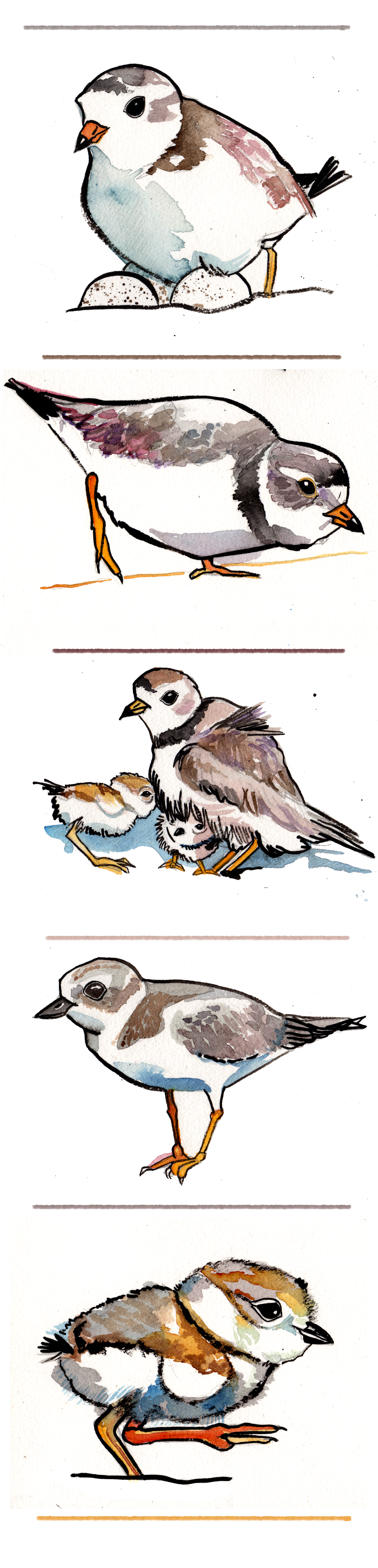 Why to Save the Plovers