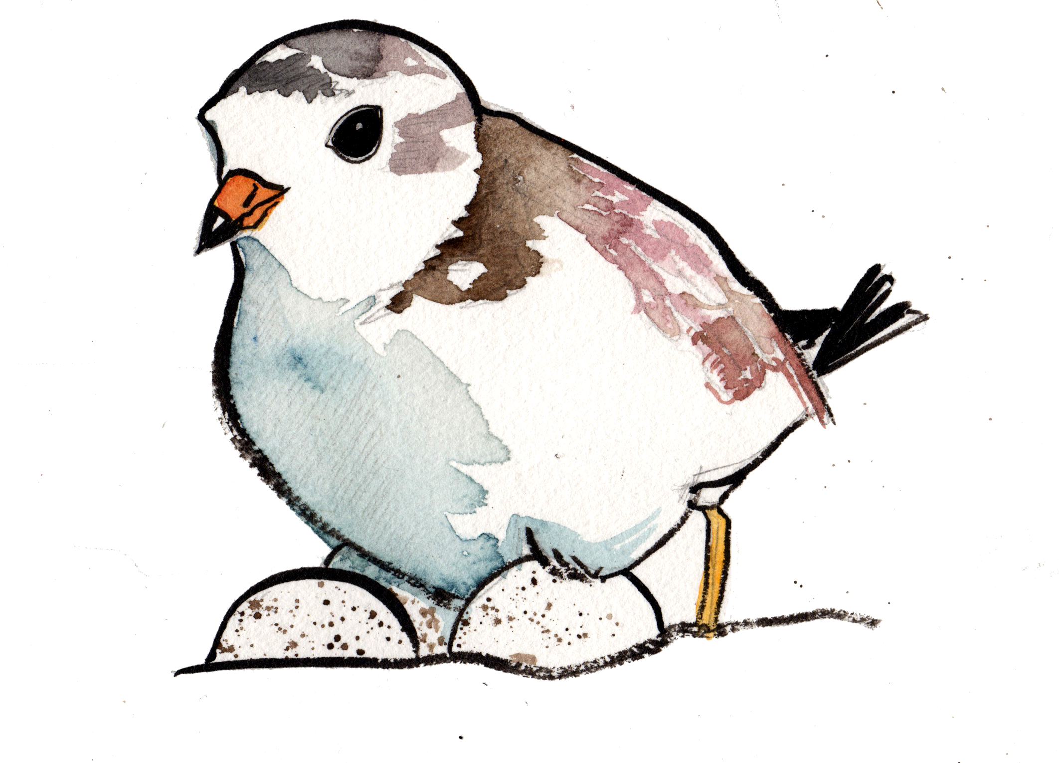 plover4.png