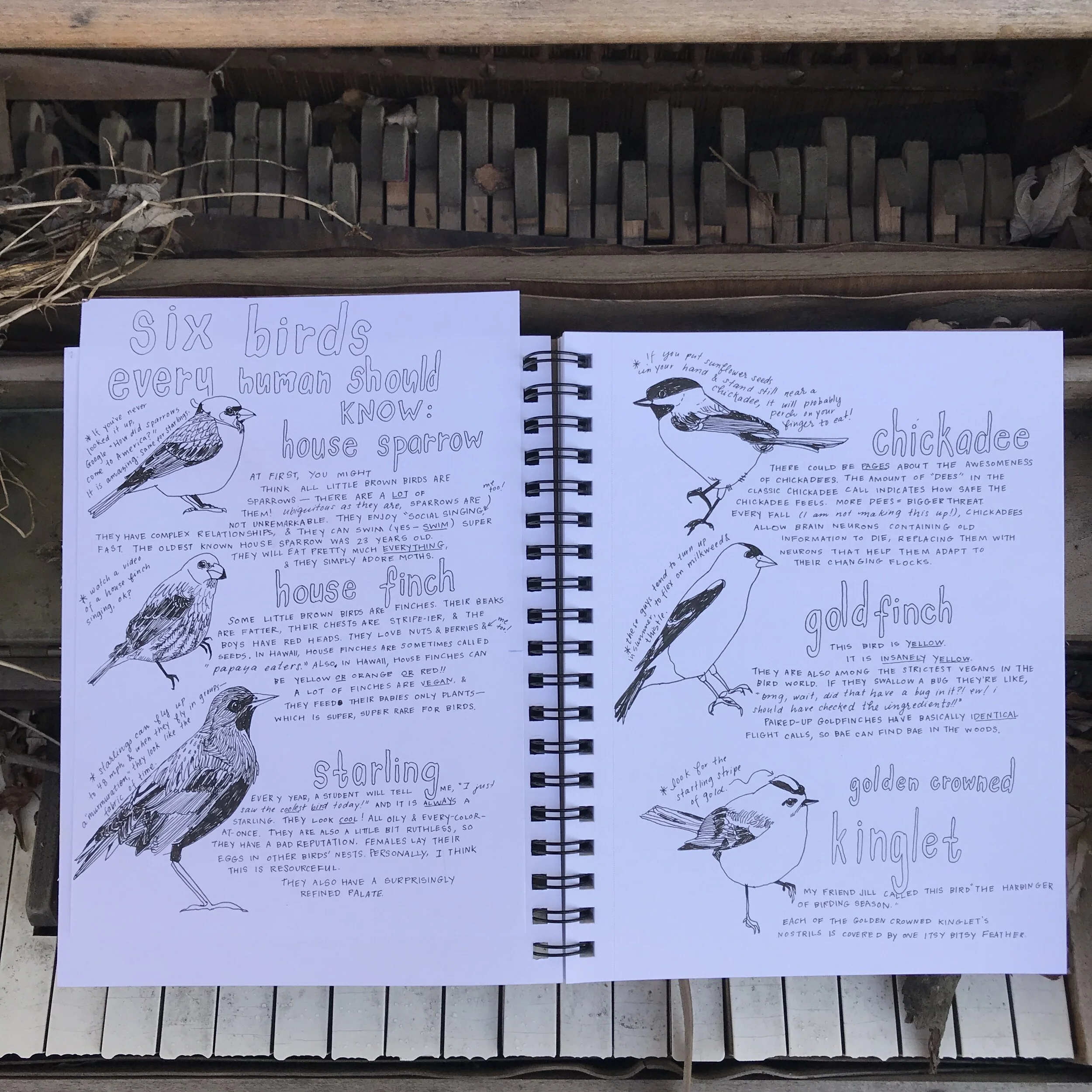 How to Look At Birds Out Your Window At Your House