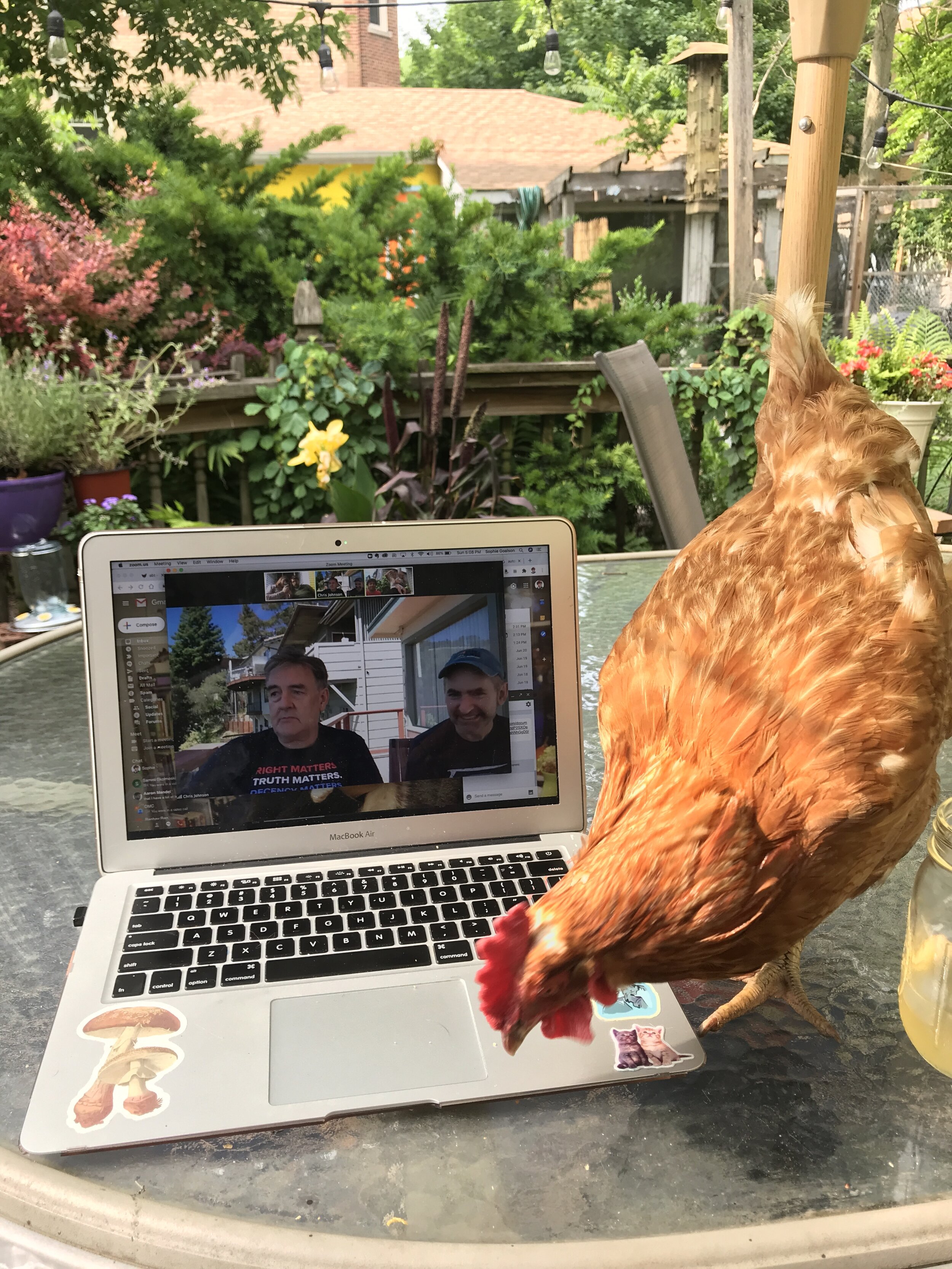  In the age of Zoom, the chickens are in on the action. 