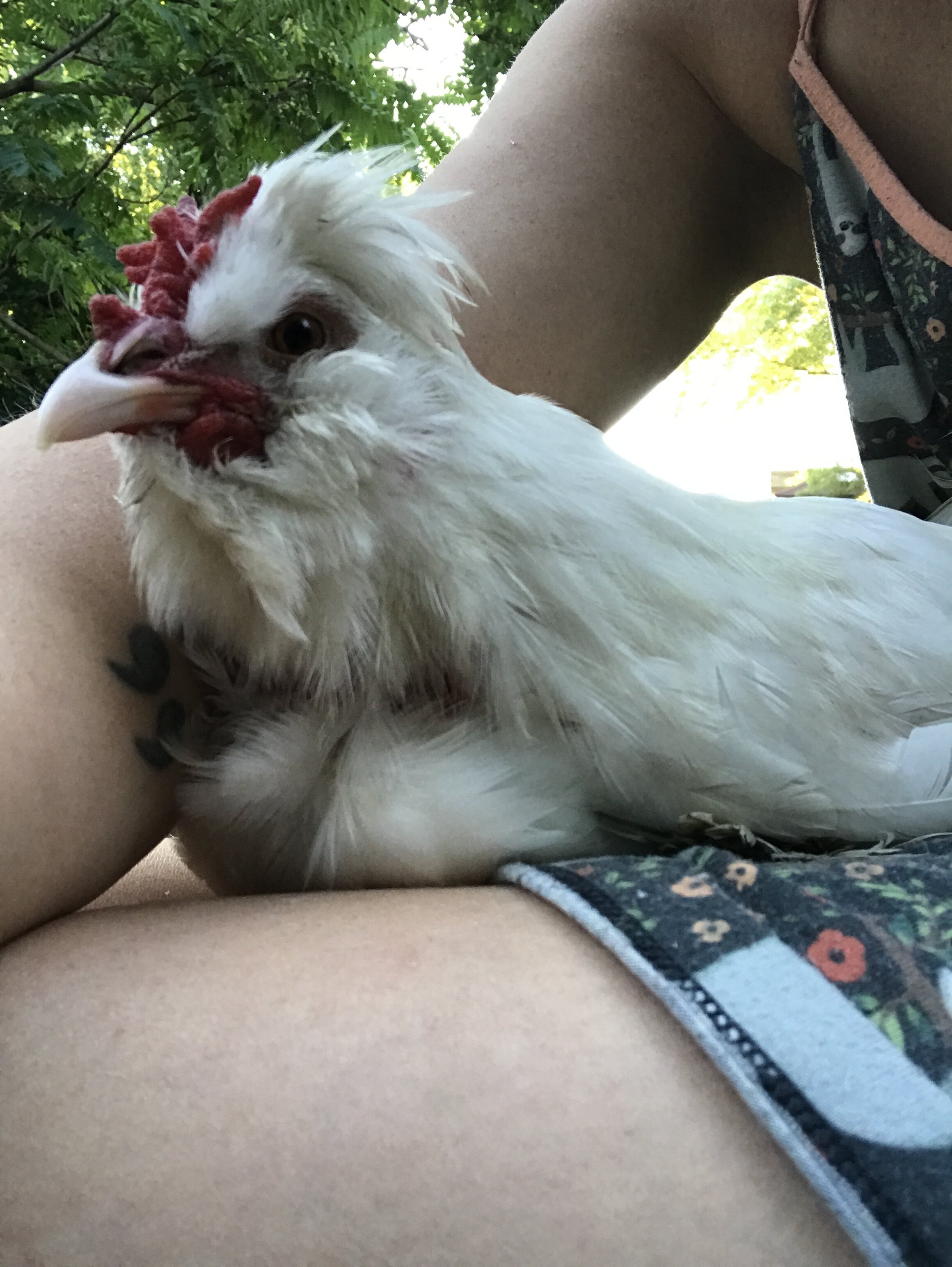  My rooster Foot, who is the bane of my existence and also my greatest love.  