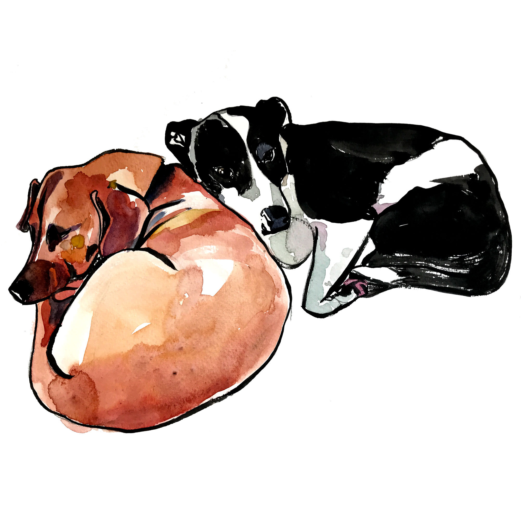 pup7.JPG