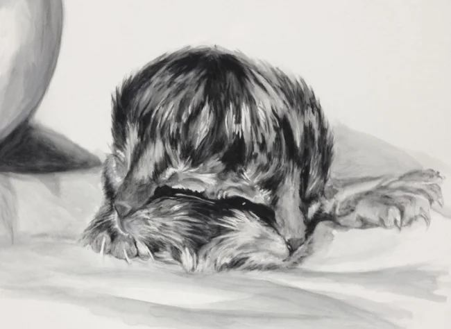 Janus Kitten, watercolor on paper, 18 x 24", 2014