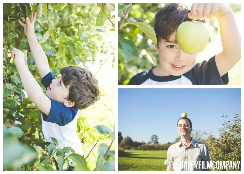 little boy picking apples - Seattle Family Apple Picking Photo Shoot - the Happy Film Company