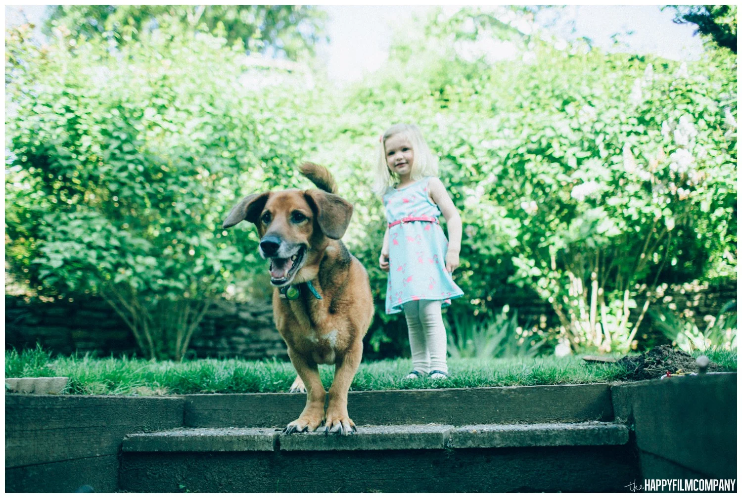 Little girl with her pet dog - the Happy Film Company - Seattle family photos