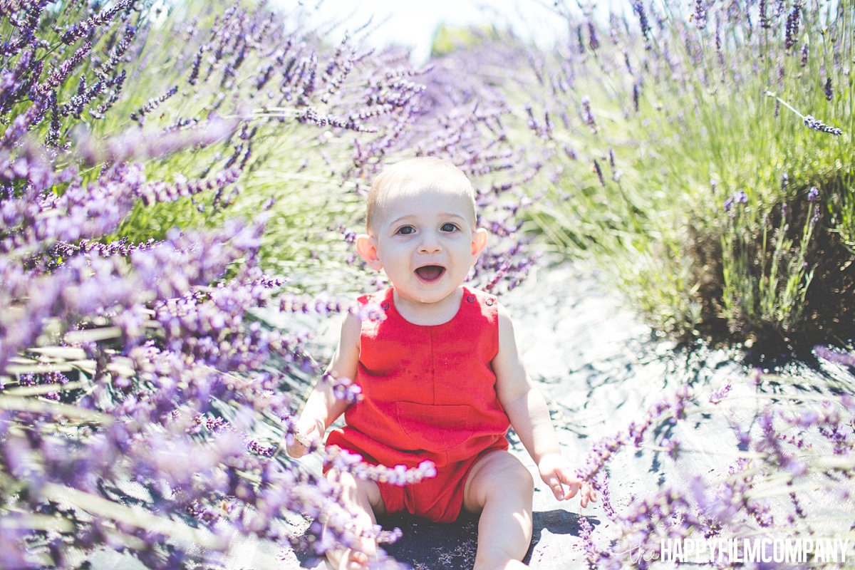 Little Boy sitting in the Lavender fields - the Happy Film Company - Seattle Mini Family Photo Shoots
