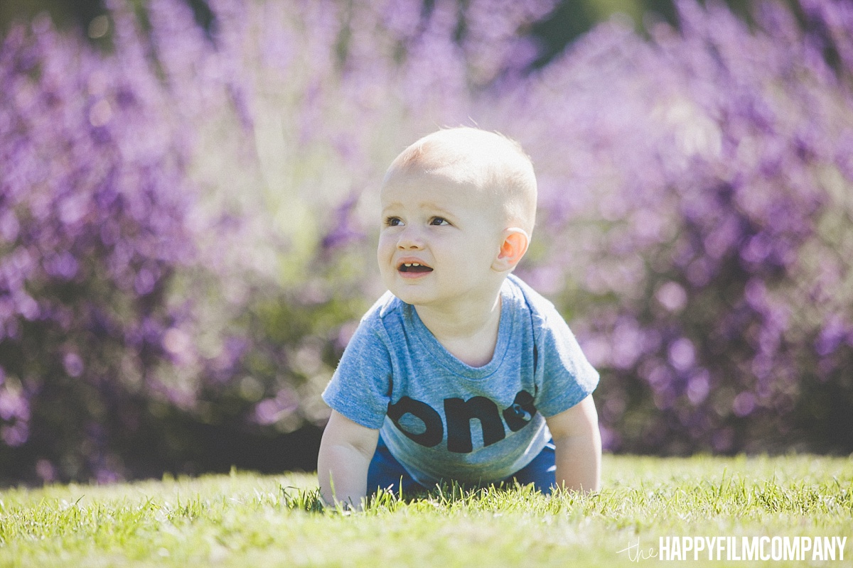 Little boy crawling in the lavender fields - the Happy Film Company - Seattle Mini Family Photo Shoots