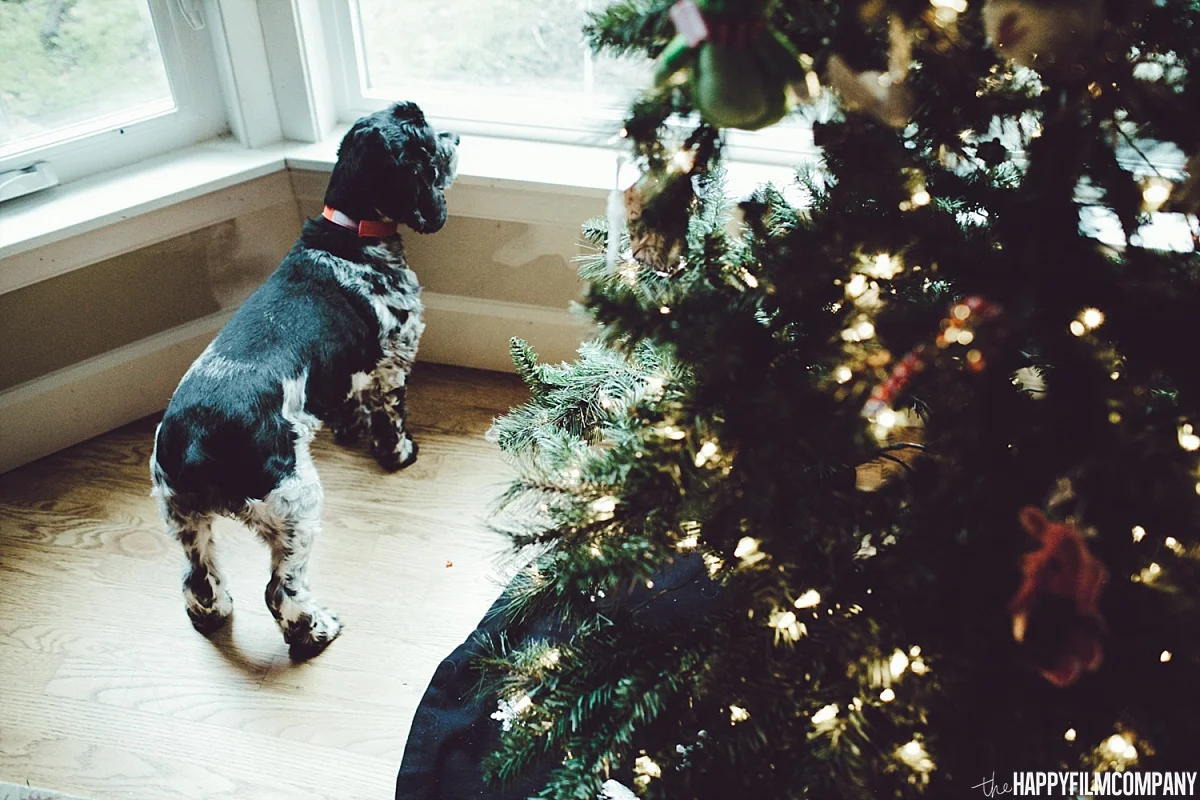 Holiday photos with pets - the Happy Film Company - Seattle Family Photos