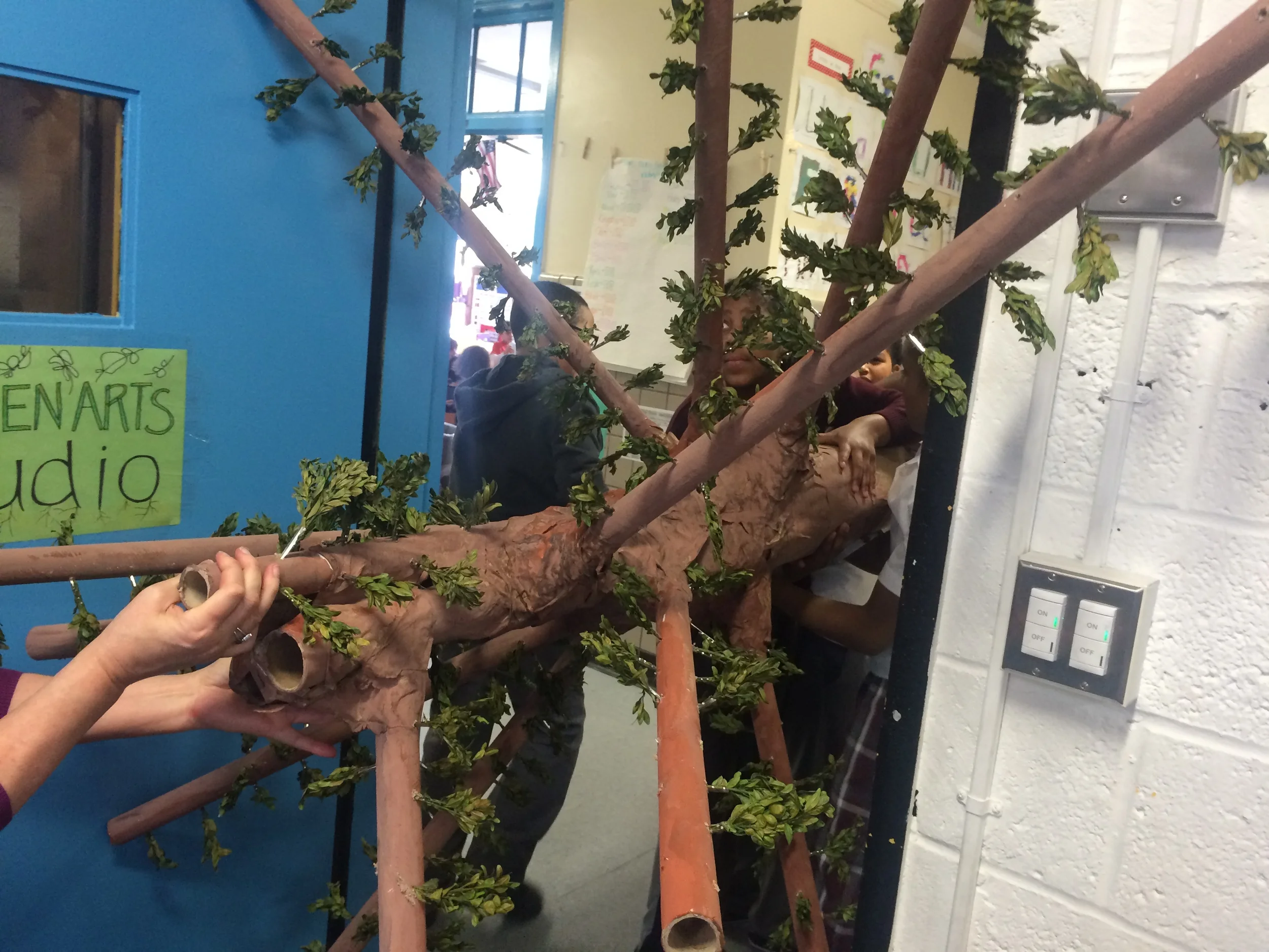 How do you get a 5 foot span tree through a 3 1/2 foot door without destroying it? Leave it to a team of 5th graders. For more photos of the tree's journey to room 220, visit our Inquiring Minds USA Facebook page