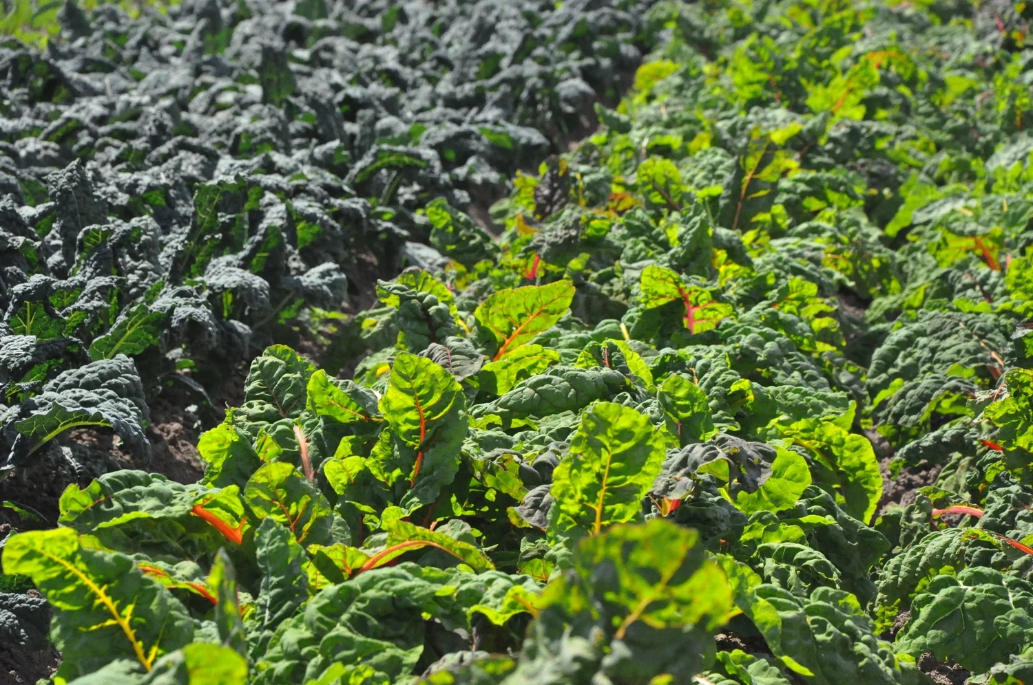 &nbsp; &nbsp; &nbsp; &nbsp; &nbsp; &nbsp; &nbsp; &nbsp; &nbsp; &nbsp; &nbsp; &nbsp; &nbsp; &nbsp; &nbsp; &nbsp; &nbsp; &nbsp; &nbsp; &nbsp; &nbsp; &nbsp; &nbsp; &nbsp; &nbsp; &nbsp;info@pomponio.ag