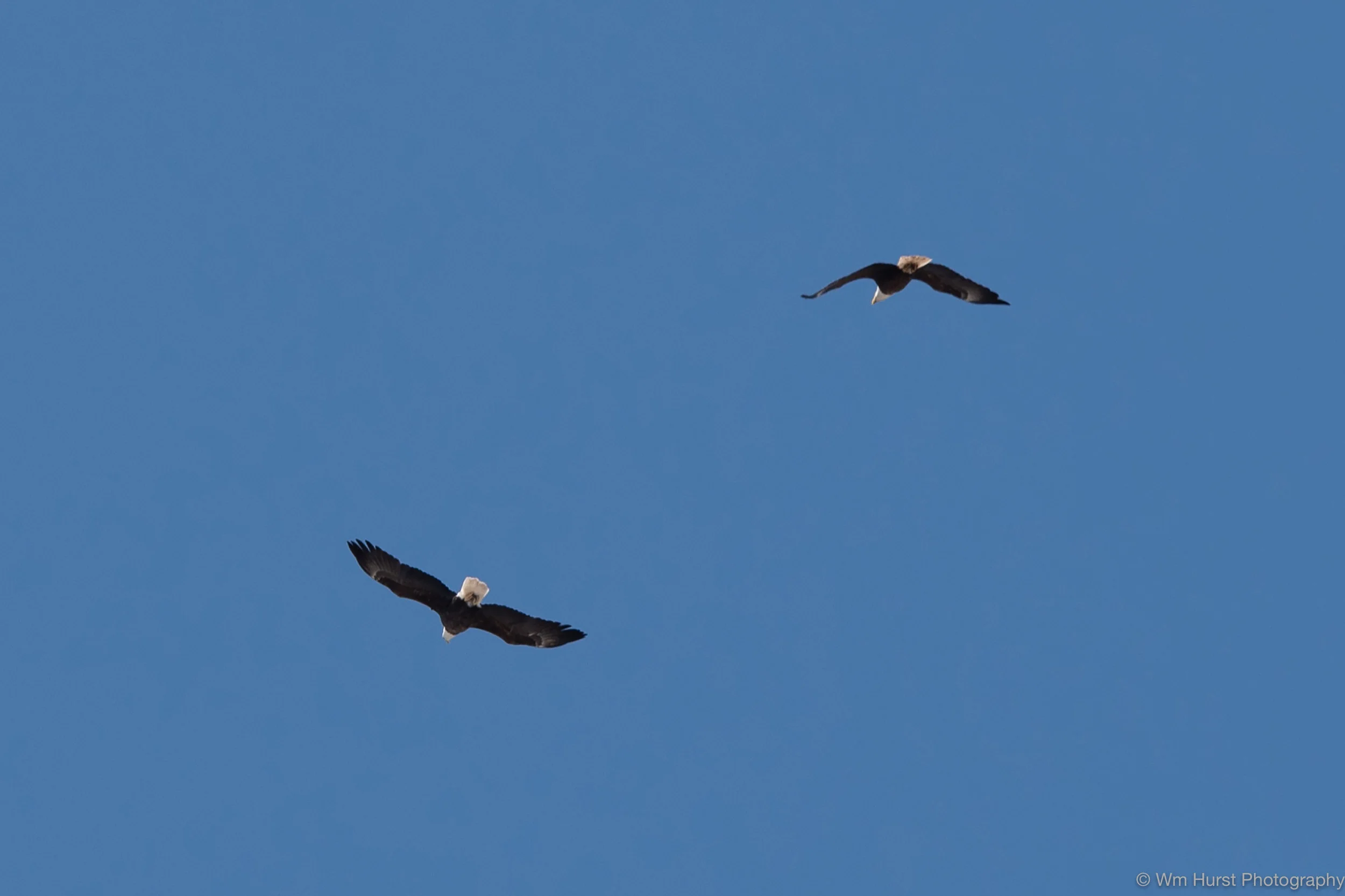 Eagles over the Marsh. 