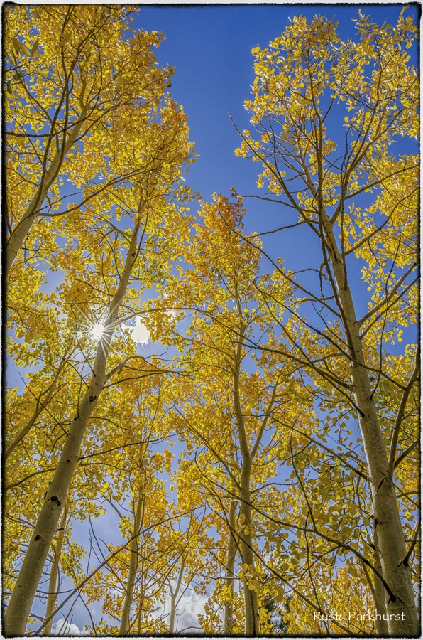 Aspen Sunburst