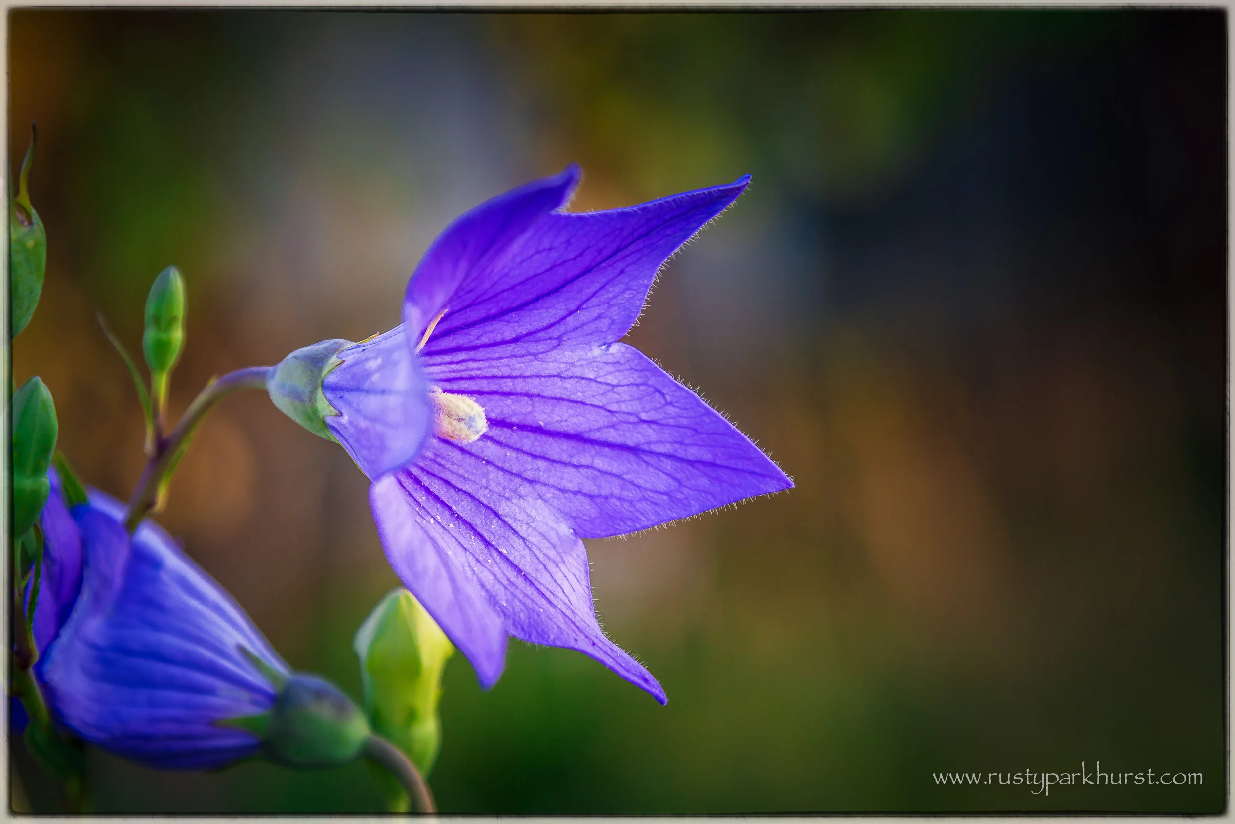 5D3A6363-Edit.jpg
