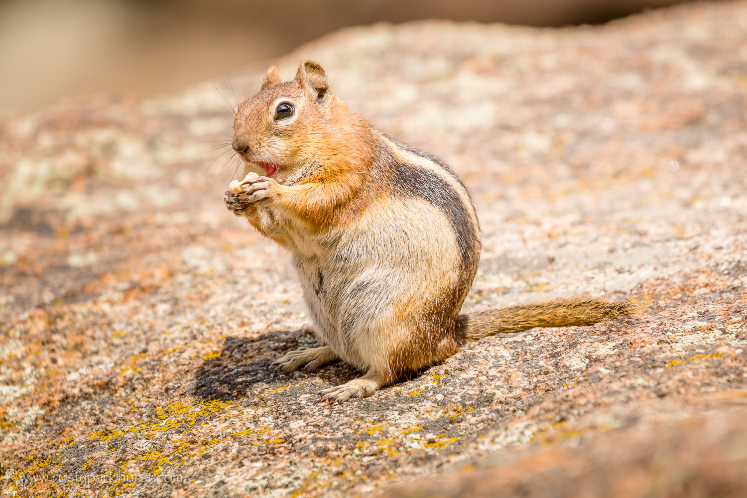 Chipmunks (or are they ground squirrels?) were abundant along the trail and at the lake.