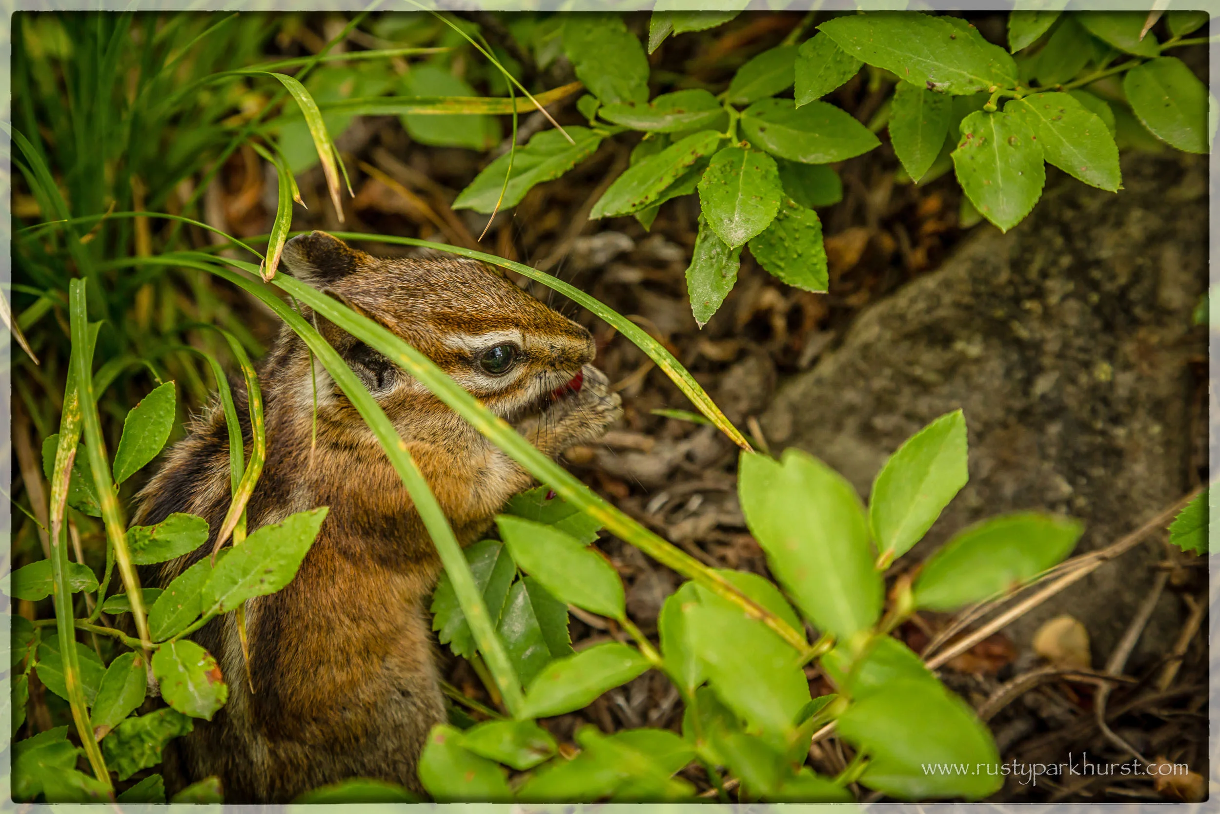 Alberta Falls Wildlife
